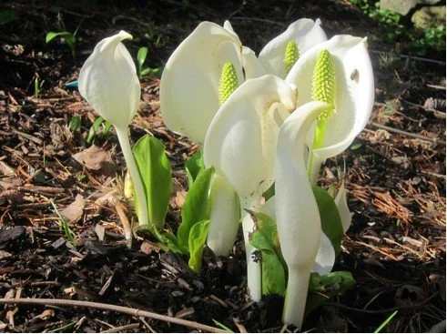 white-ghosts_4521533943_o.jpg