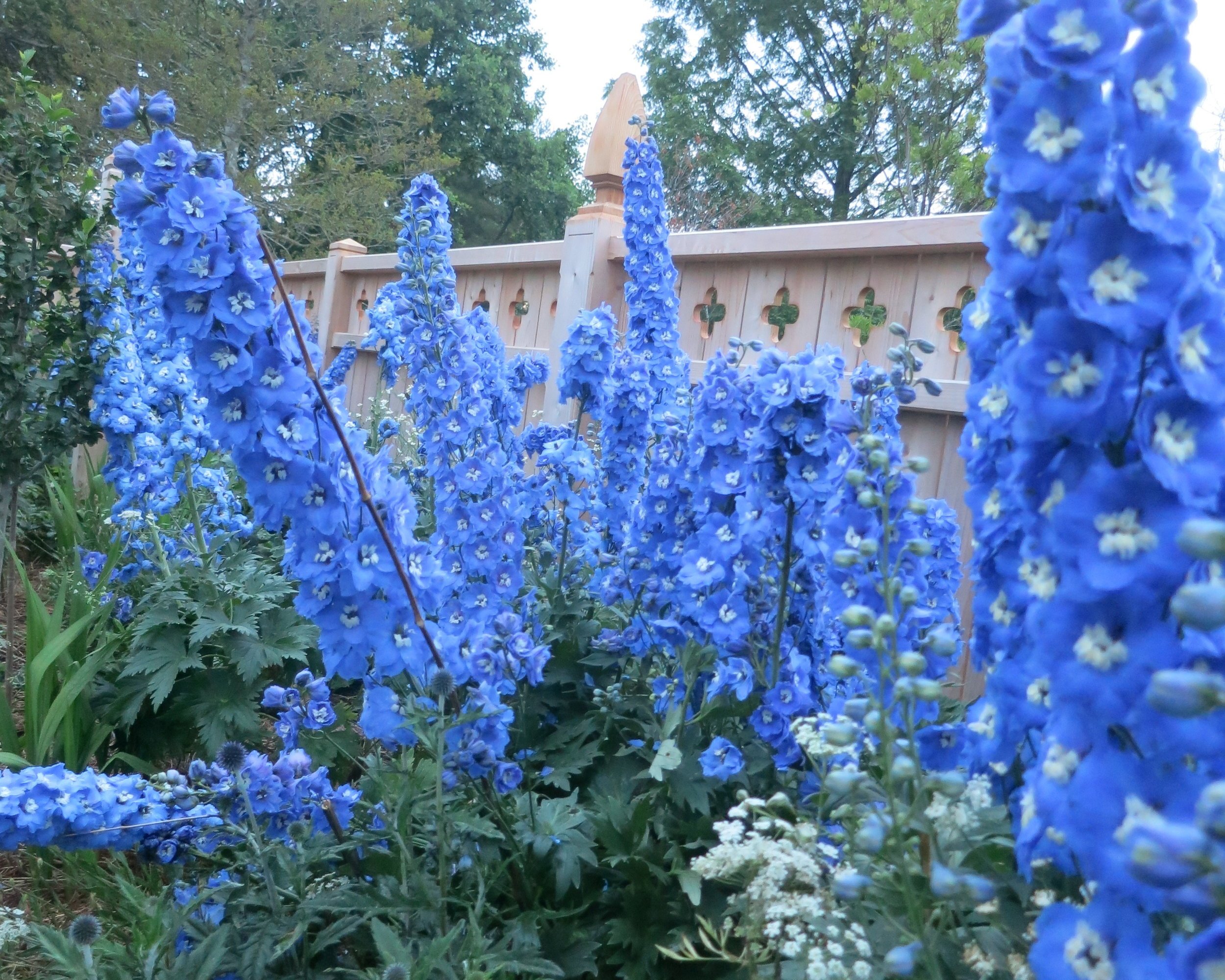 Garden Gallery — Sakonnet Garden