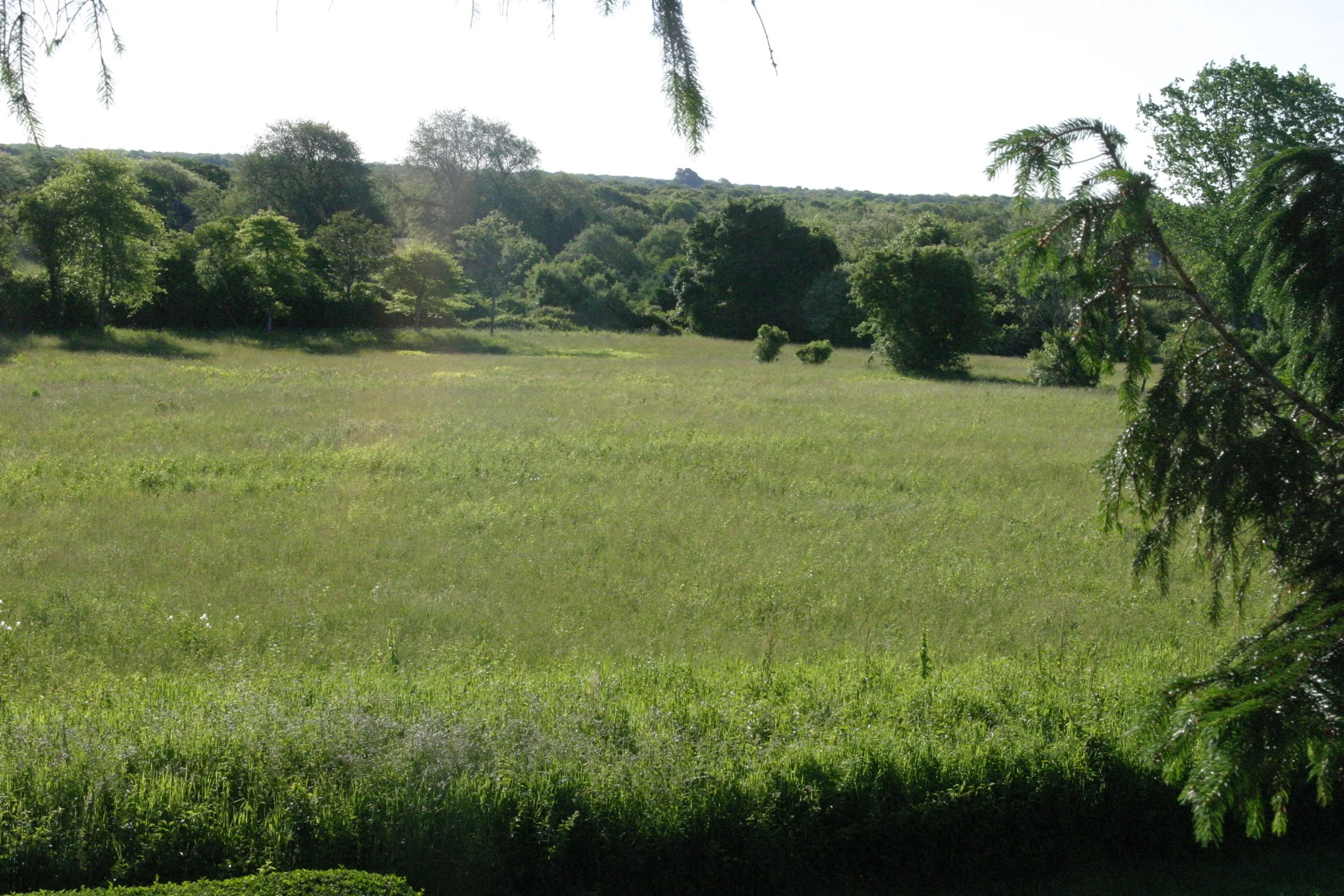 meadows-needing-help_6765878629_o.jpg