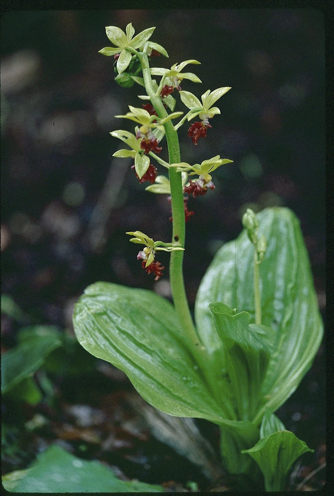 calanthe-tricarinata_8517353280_o.jpg