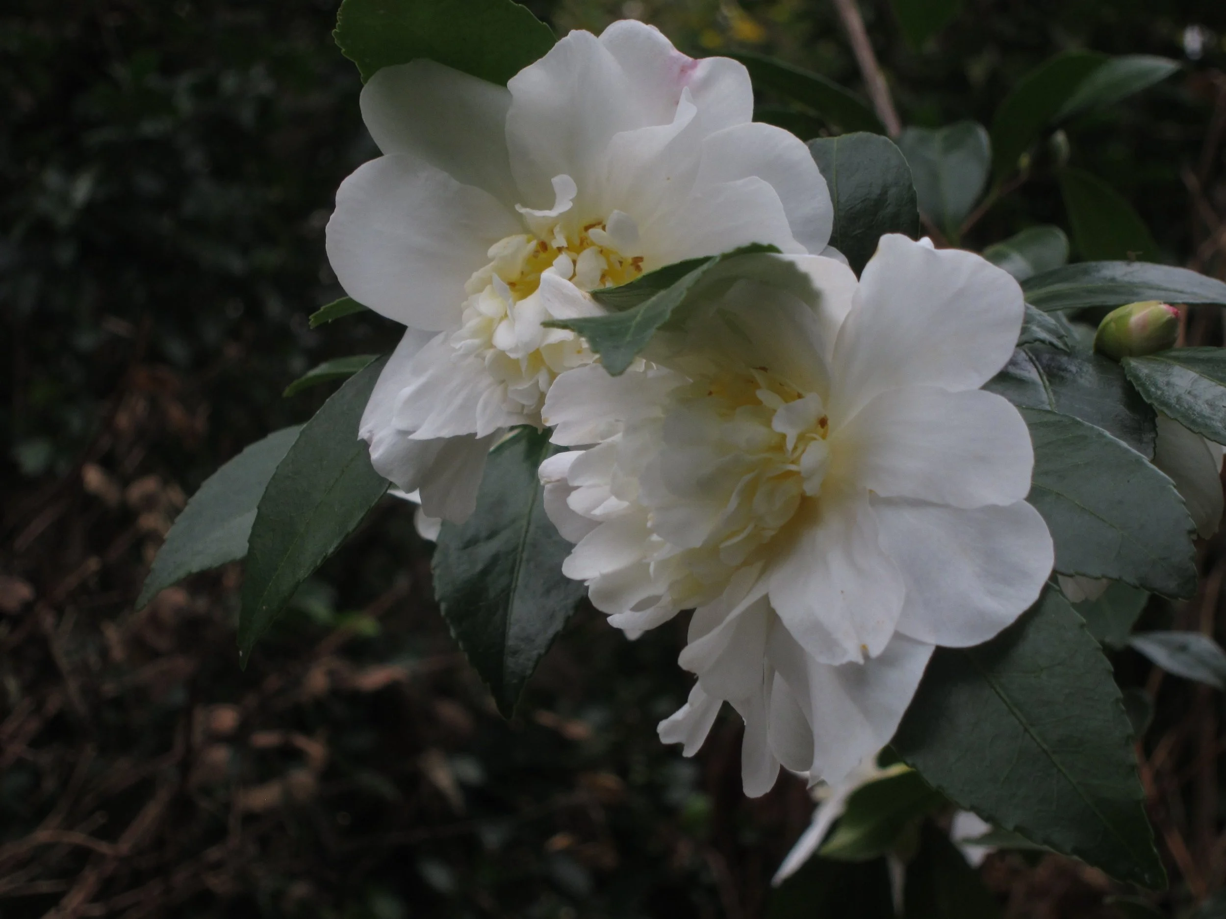 november-flowering-camellias_12842720585_o.jpg