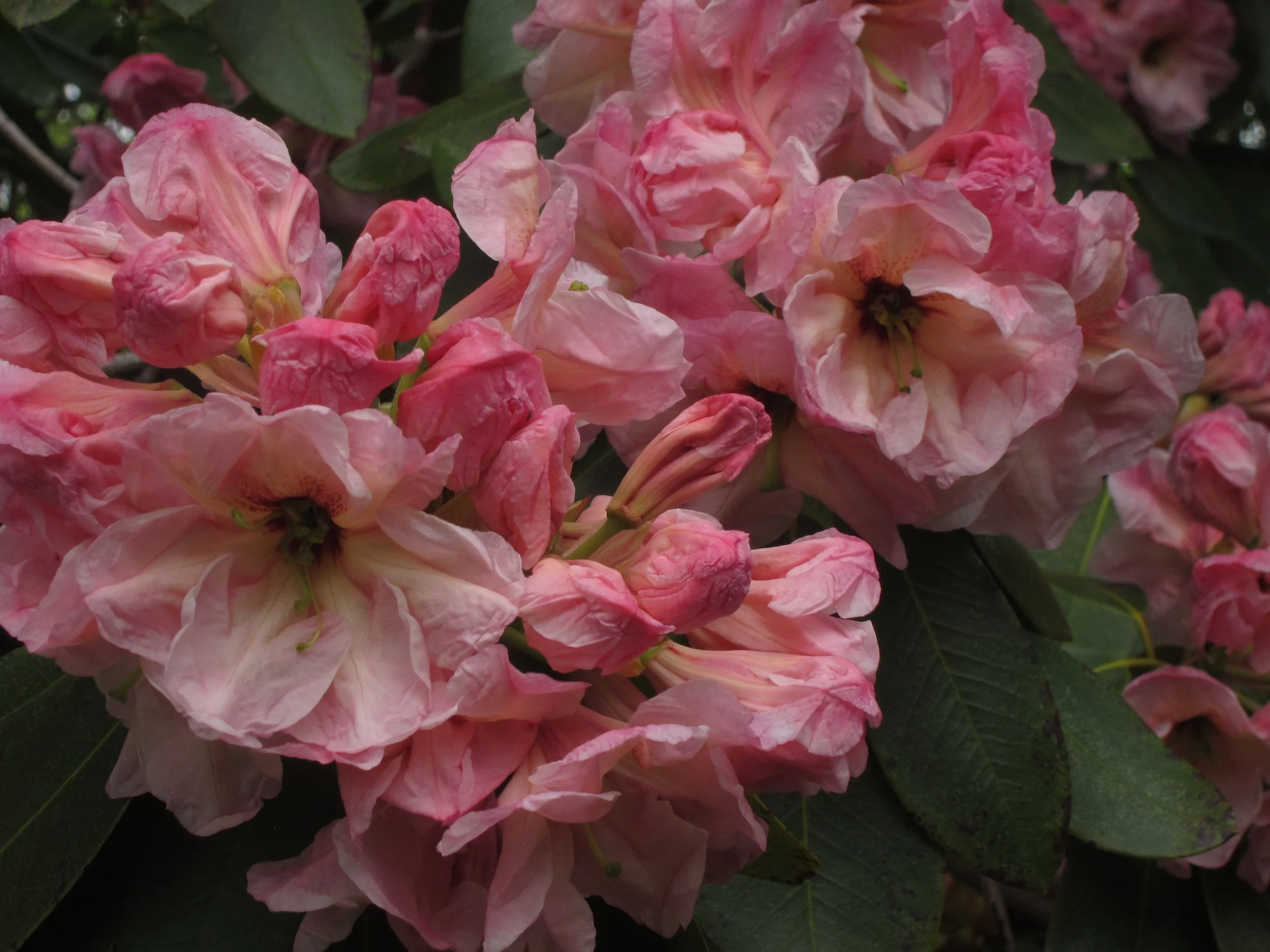 unusual-rhodies_8516239677_o.jpg