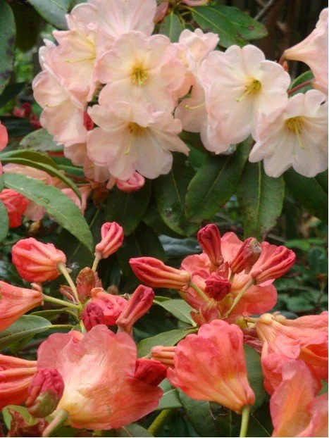 delicious-new-rhododendron-colors_4521533857_o.jpg