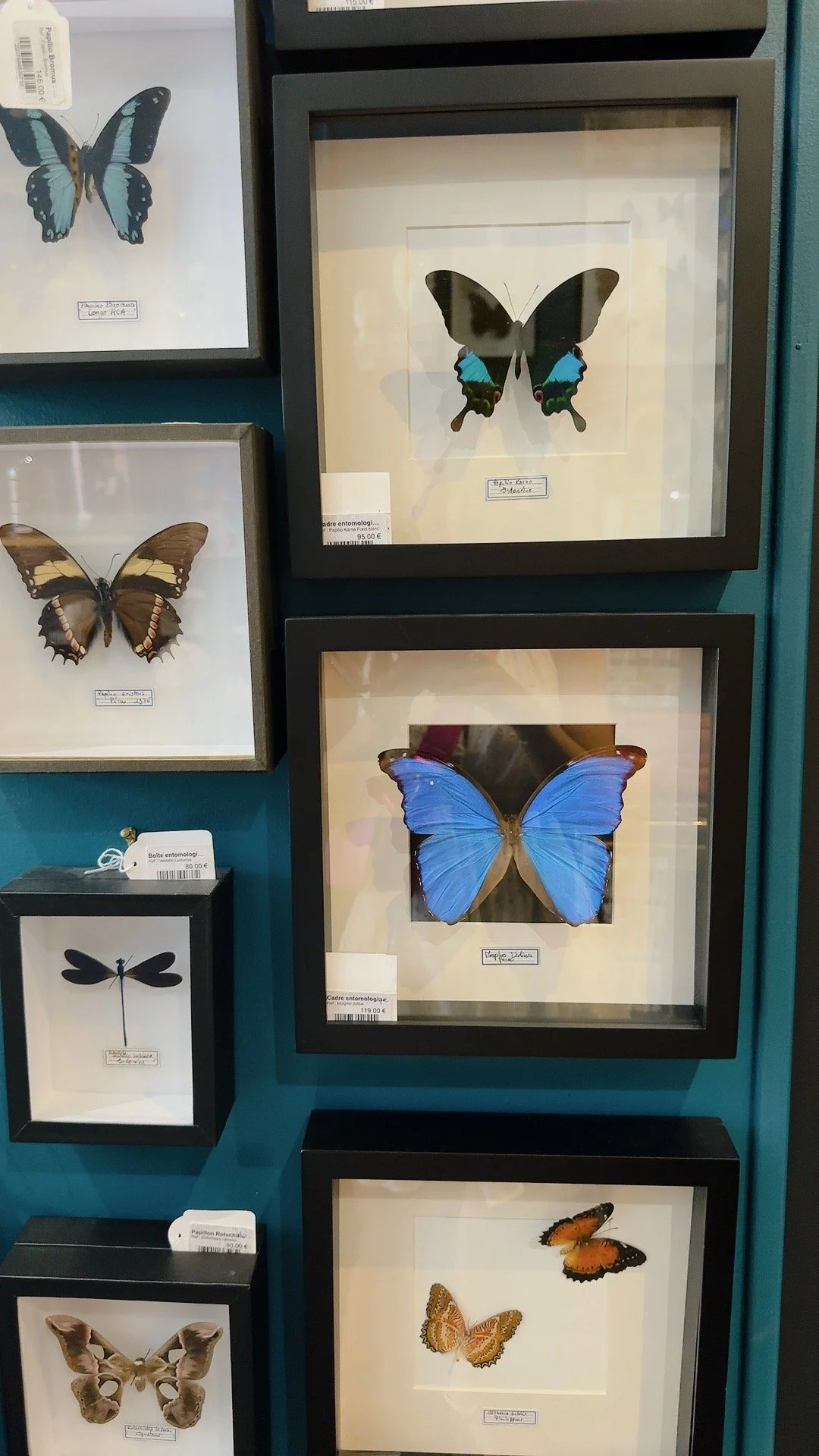 More butterflies