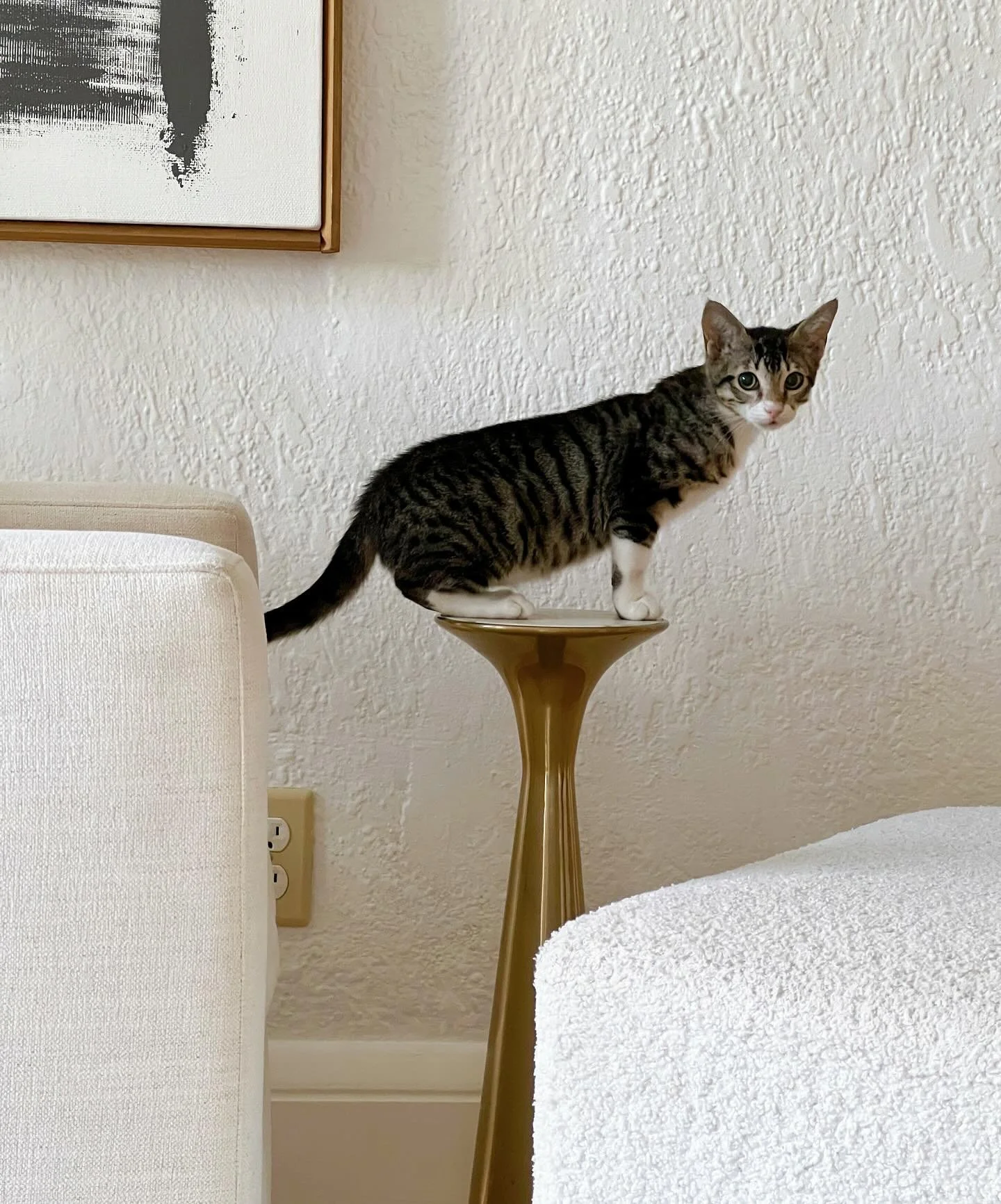 Lady wanted to make her debut on the feed and to share some bts of her first weekend at the beach 😽🫶🏼