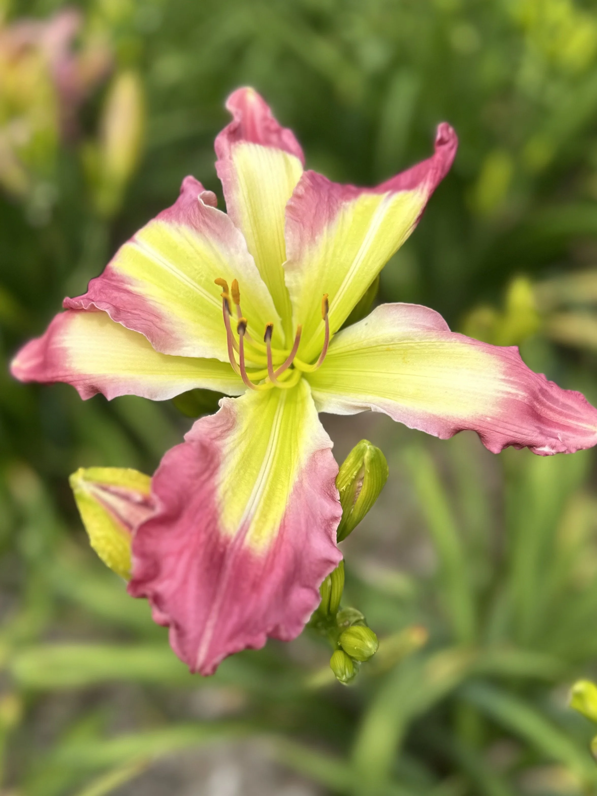 Lights And Sirens1.jpg