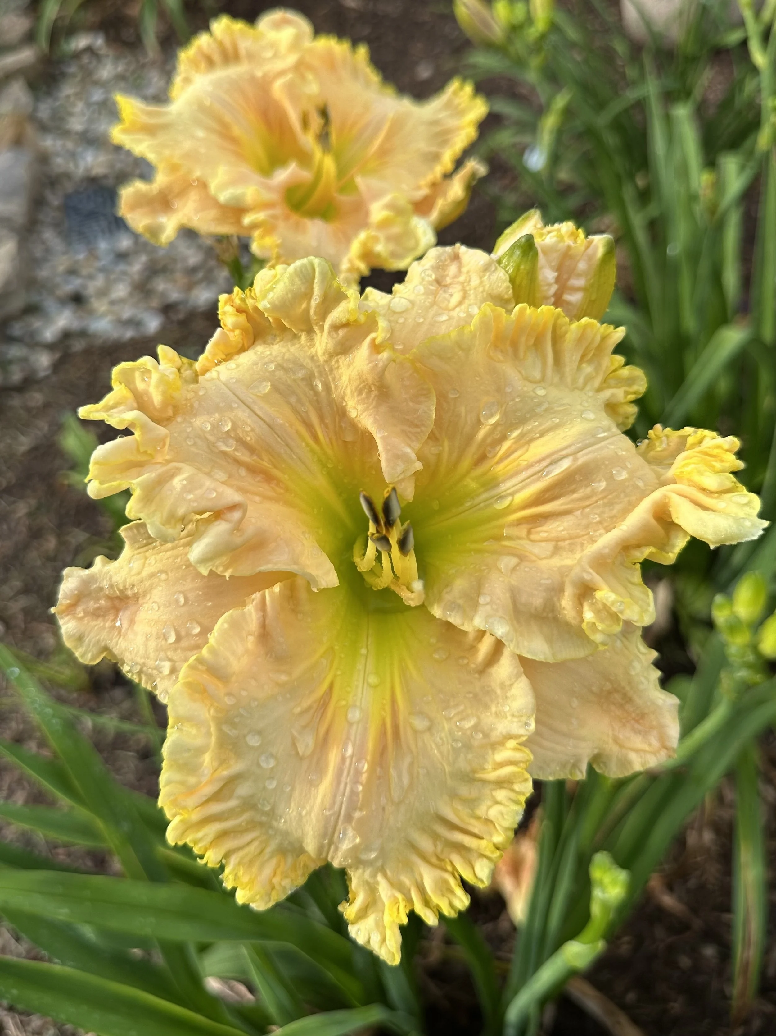 Bishop Of Canterbury4.jpg