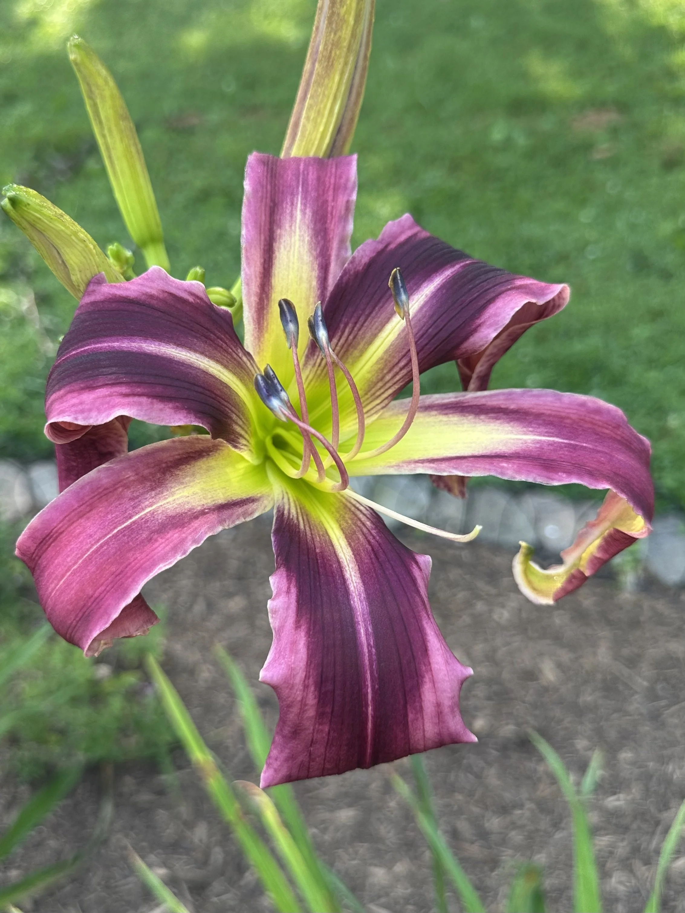 Purple Tarantula1.jpg