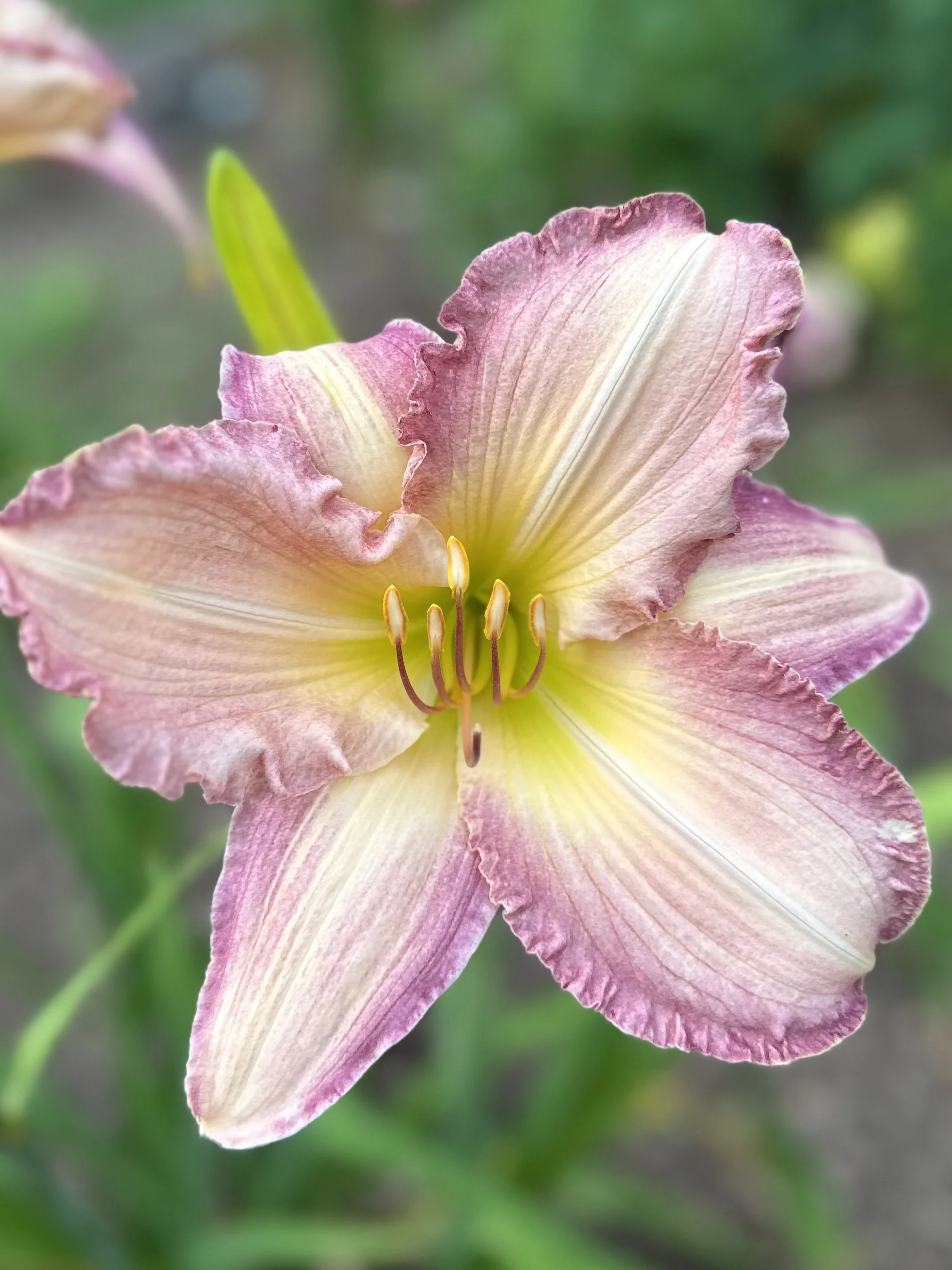 ANGIE'S BISCUITS AND JAM