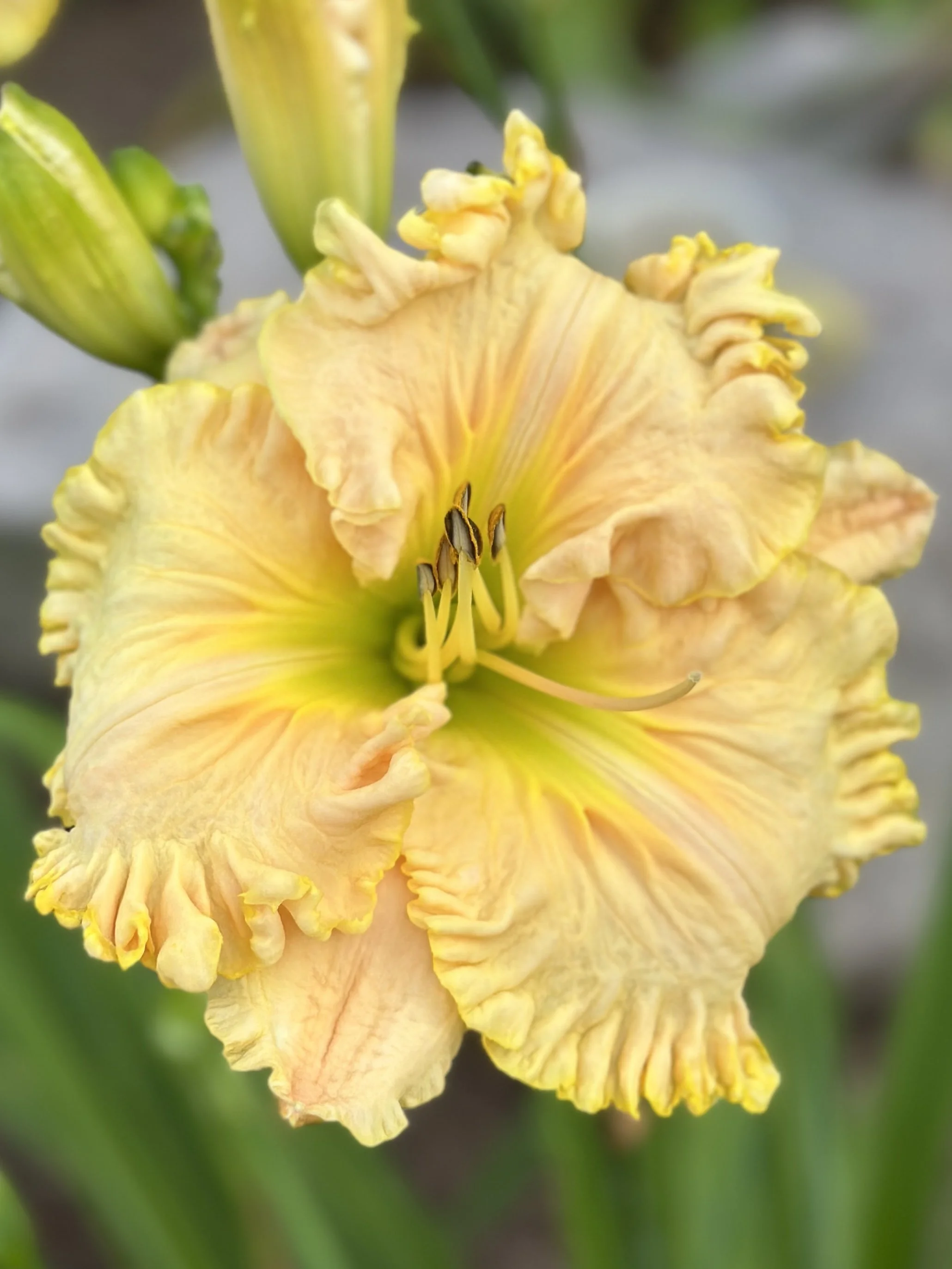 Bishop Of Canterbury2.jpg