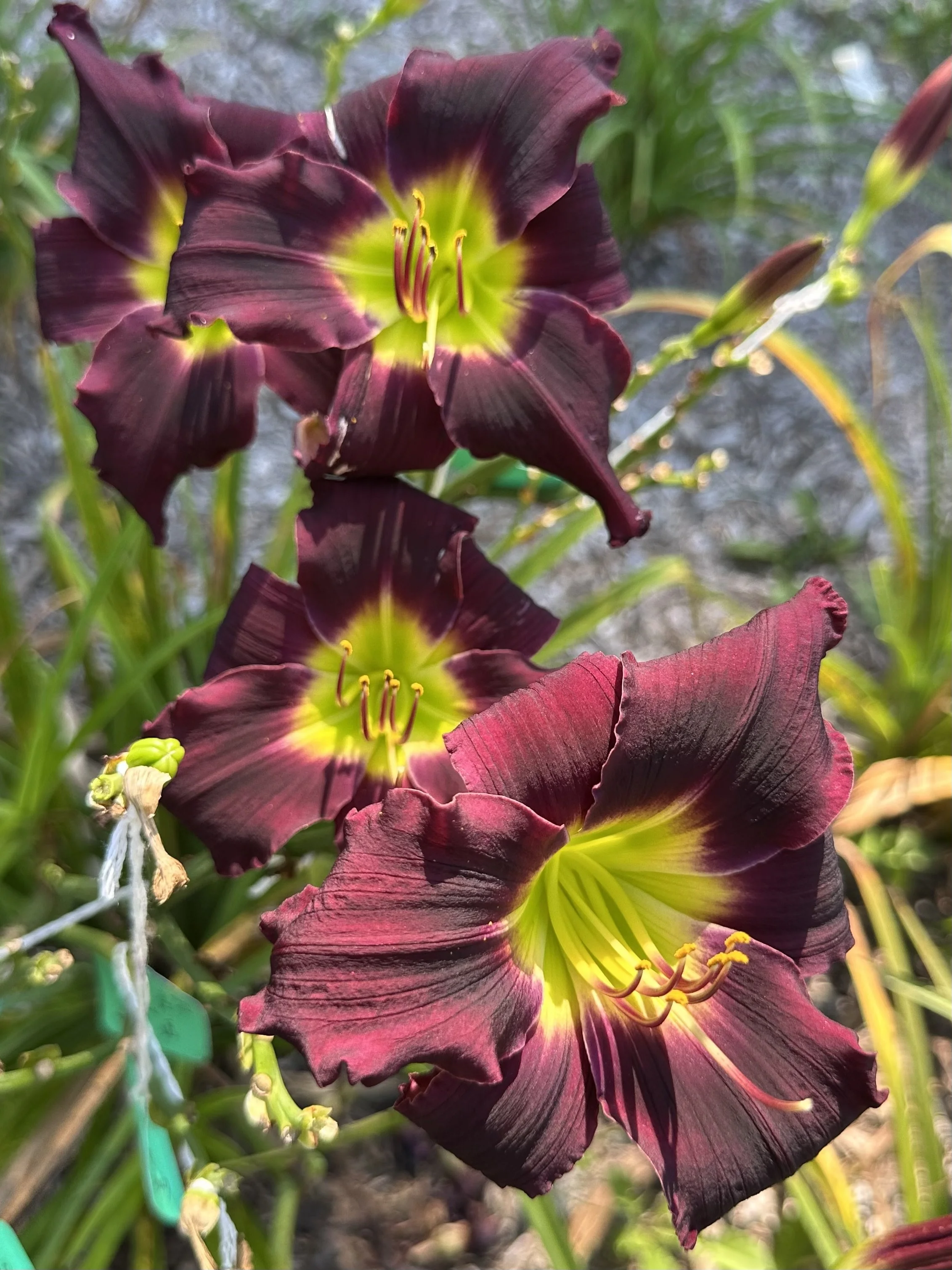Grape Stomping4.jpeg