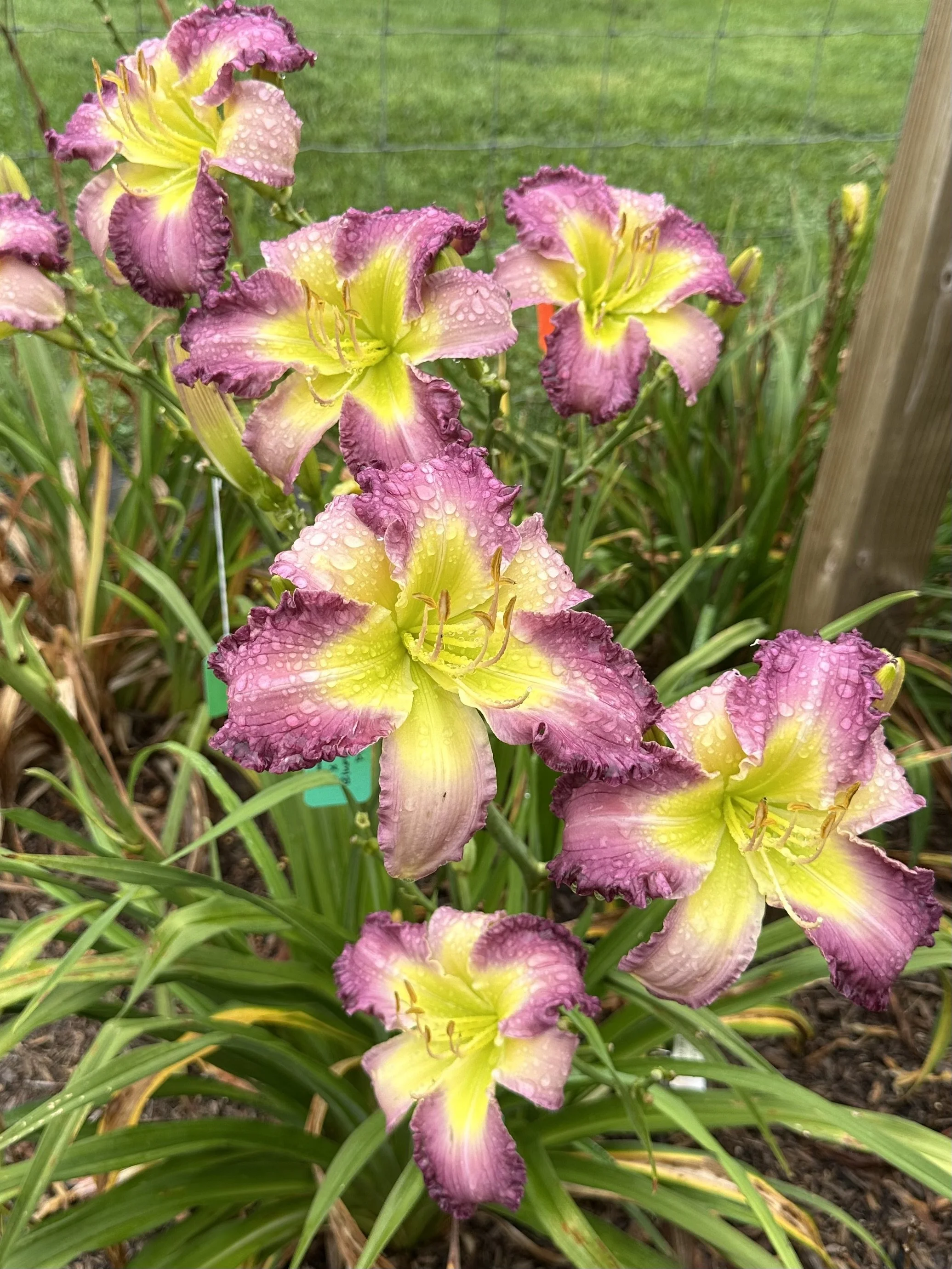 Dream Sequence3.jpeg