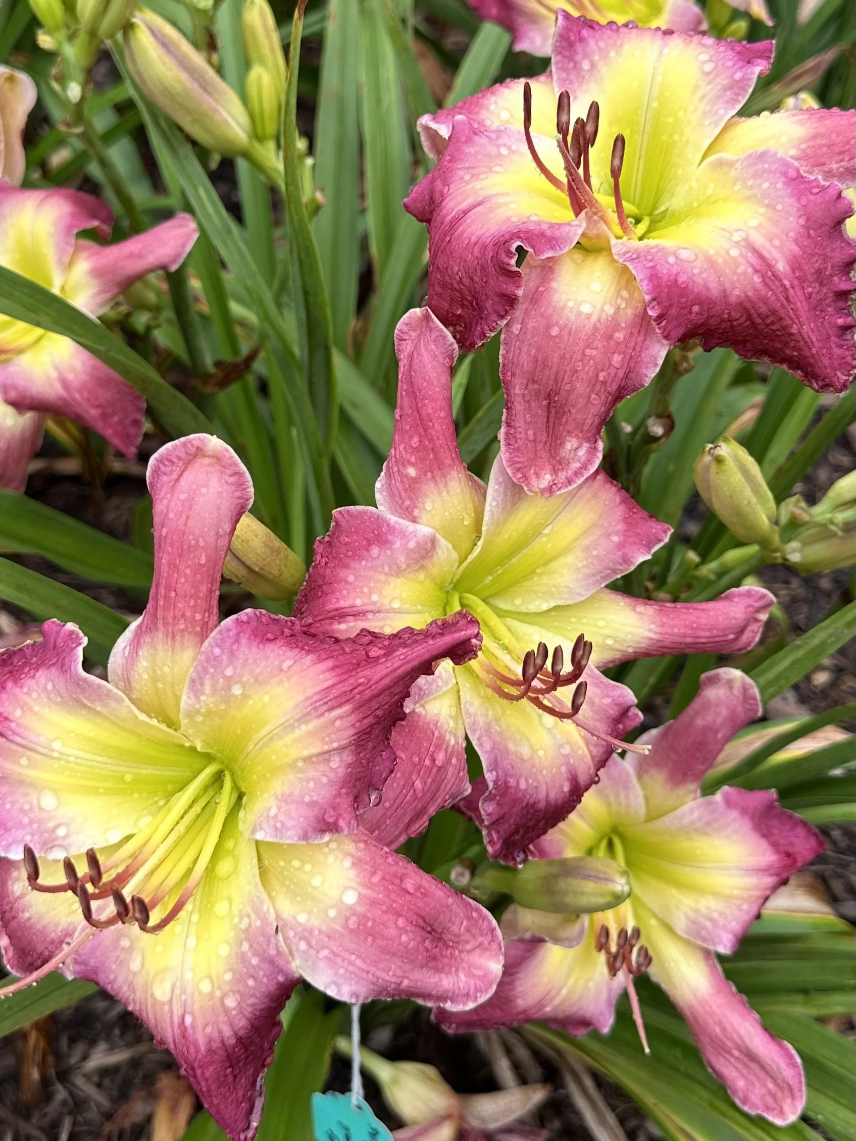 Jamal Khashoggi2.jpg