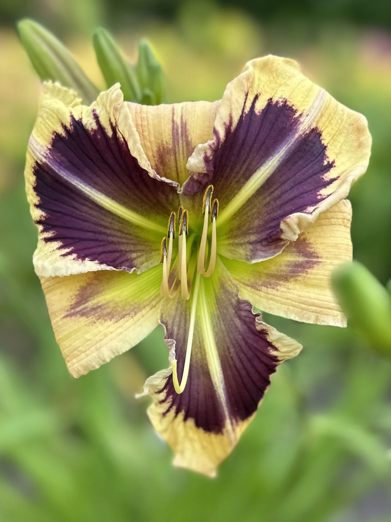 False Eyelashes3.jpg