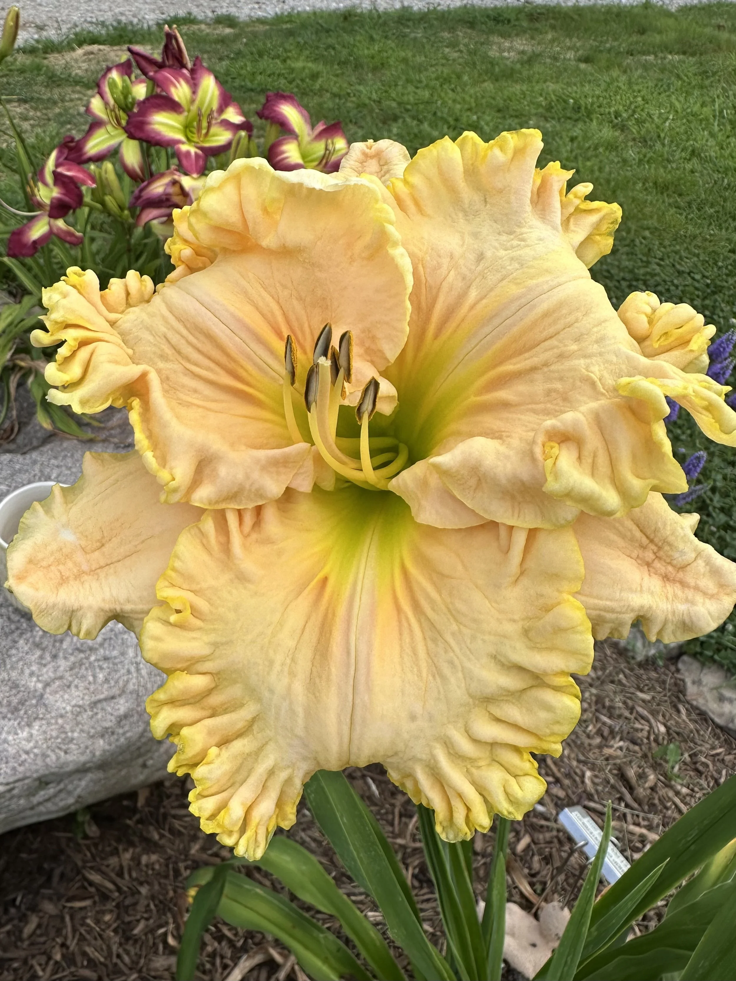 Bishop Of Canterbury3.jpg