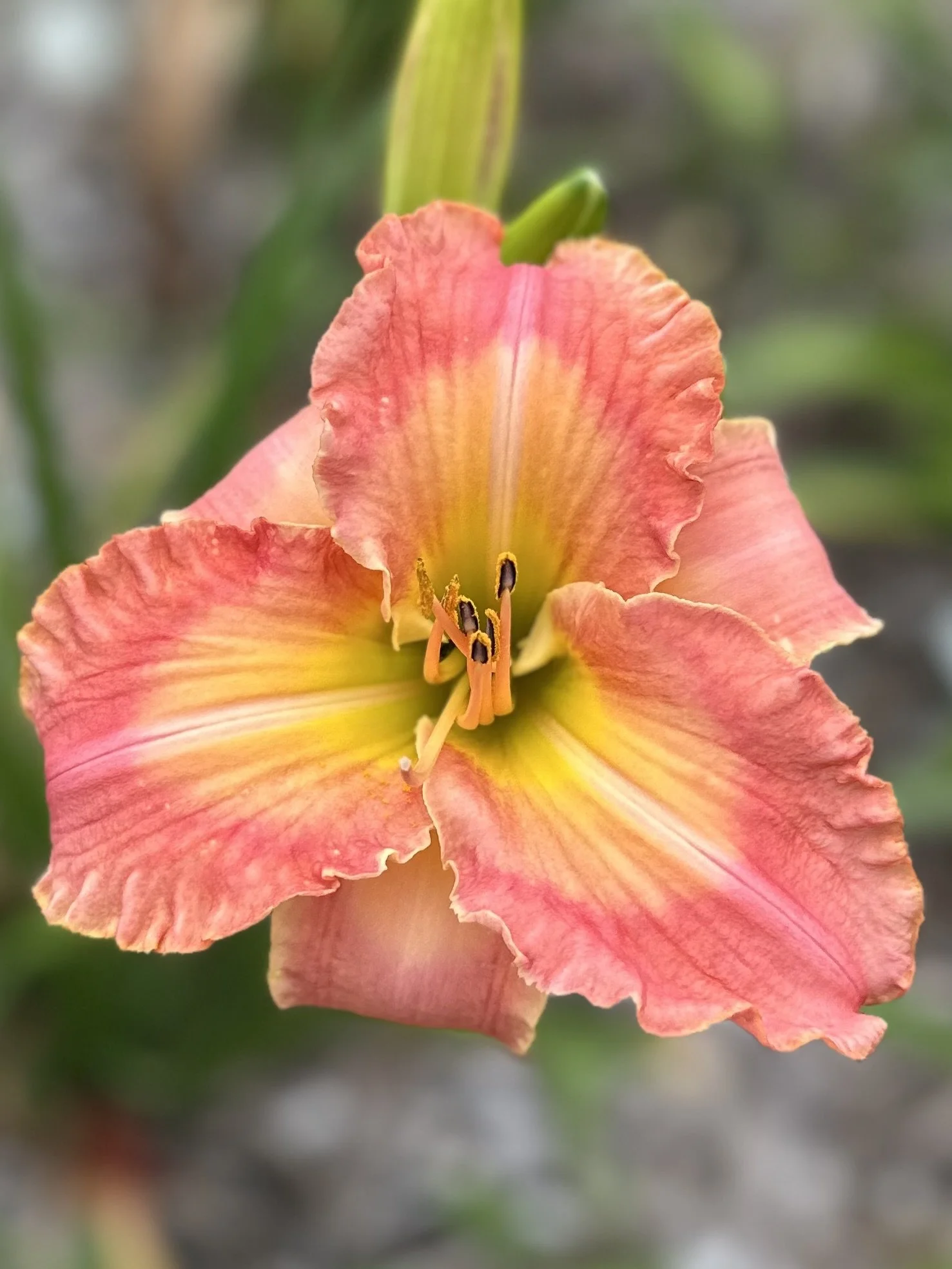 Tropical Fruit Fight5.jpeg