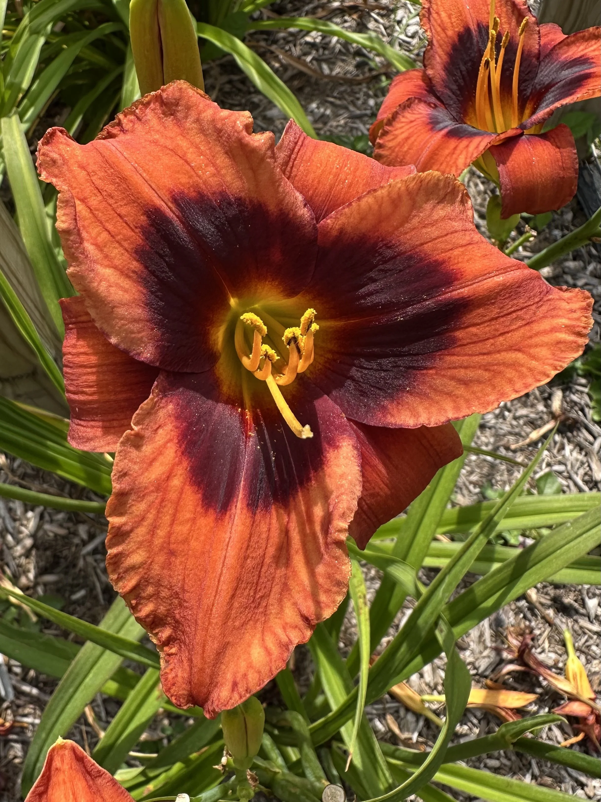 Tomato Soup With Grape Jelly2.jpg