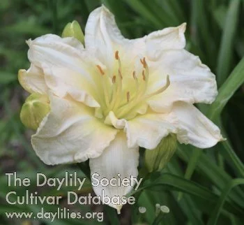 Whispering Wings Of An Angel.jpg