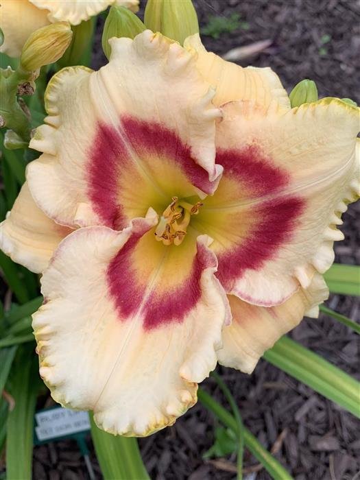 RUBY LIPSTICK — Blue Barn Daylilies