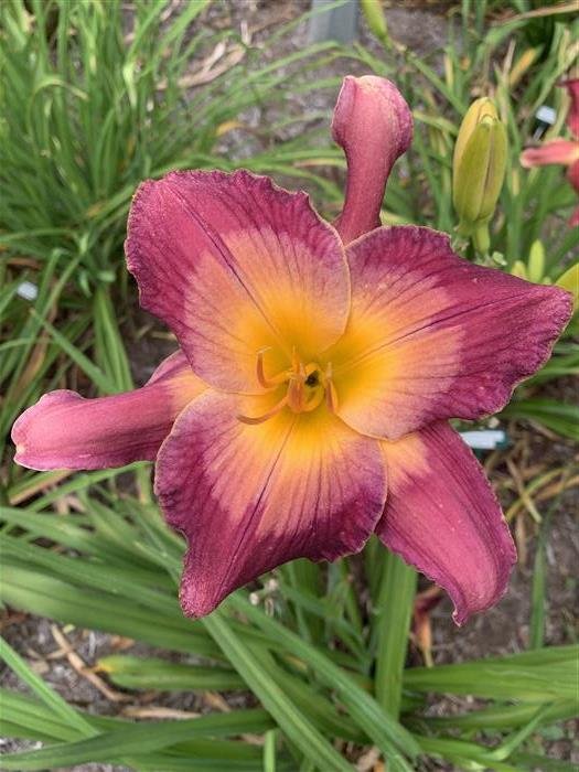 ROMULAN DEFECTOR — Blue Barn Daylilies