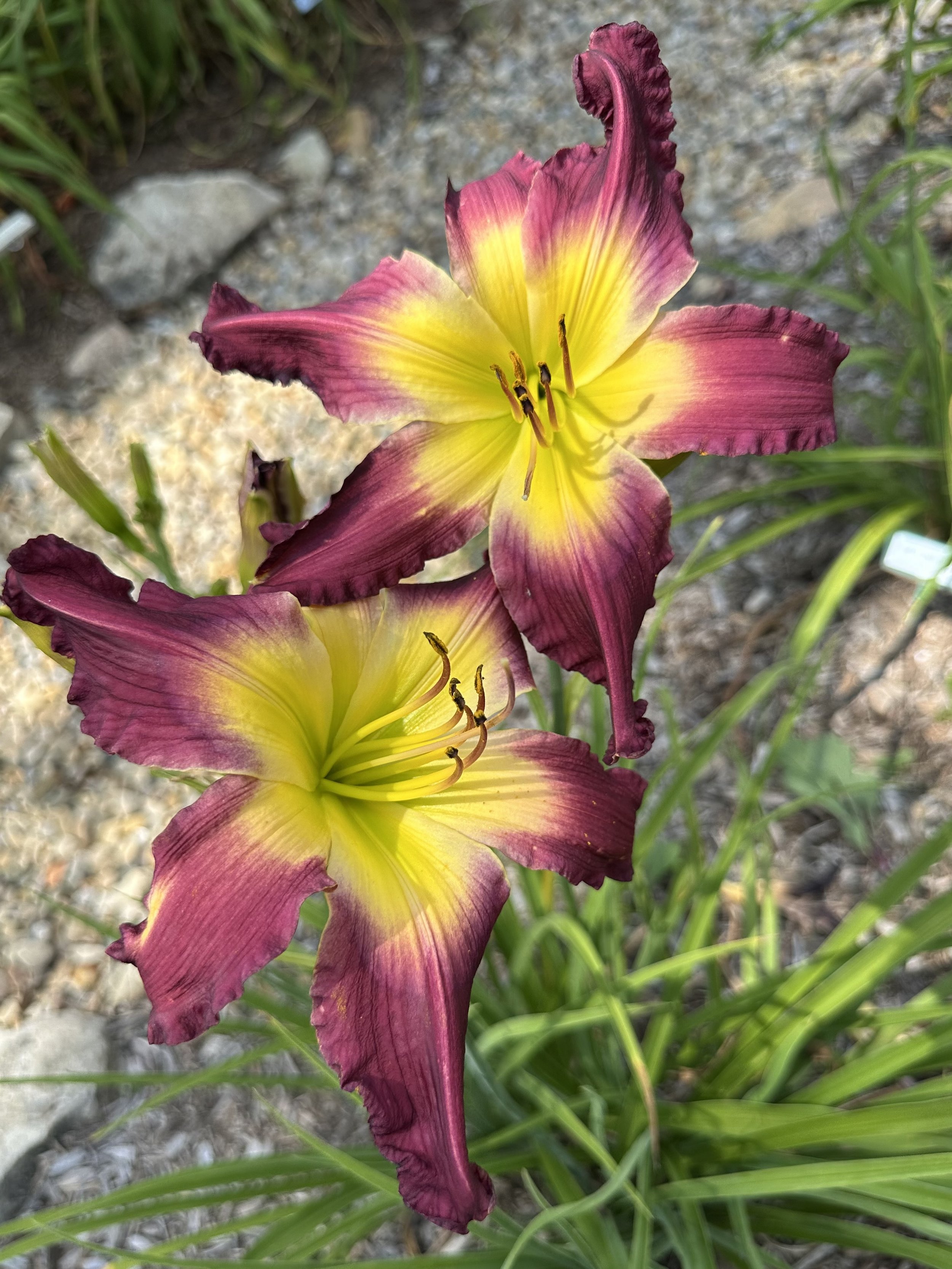 Monticello Mandate1.jpg