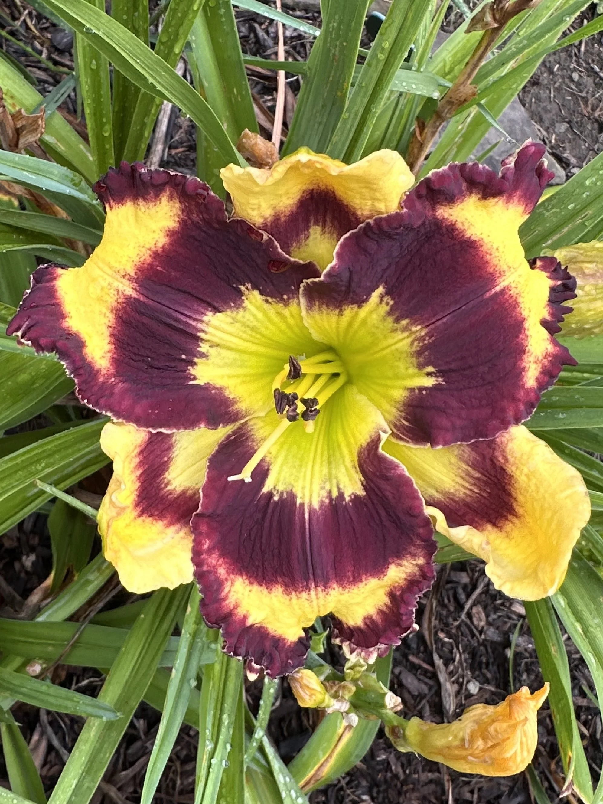 Pansy Face Charmer4.jpeg