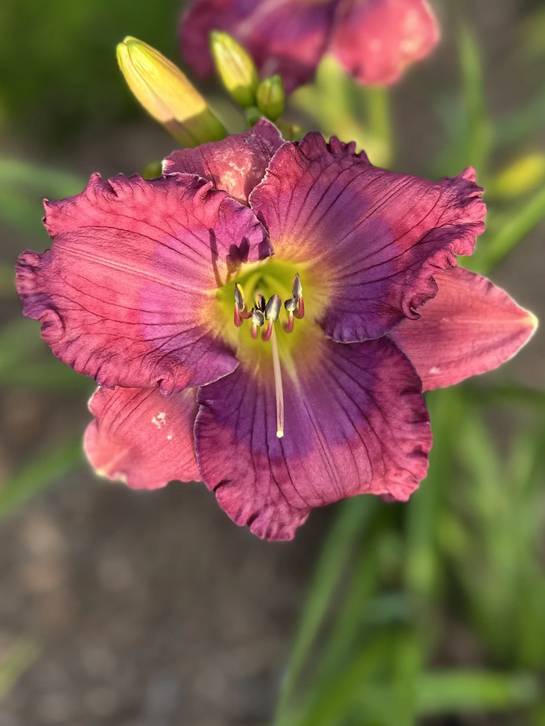 Cinderella Blue 2.jpg