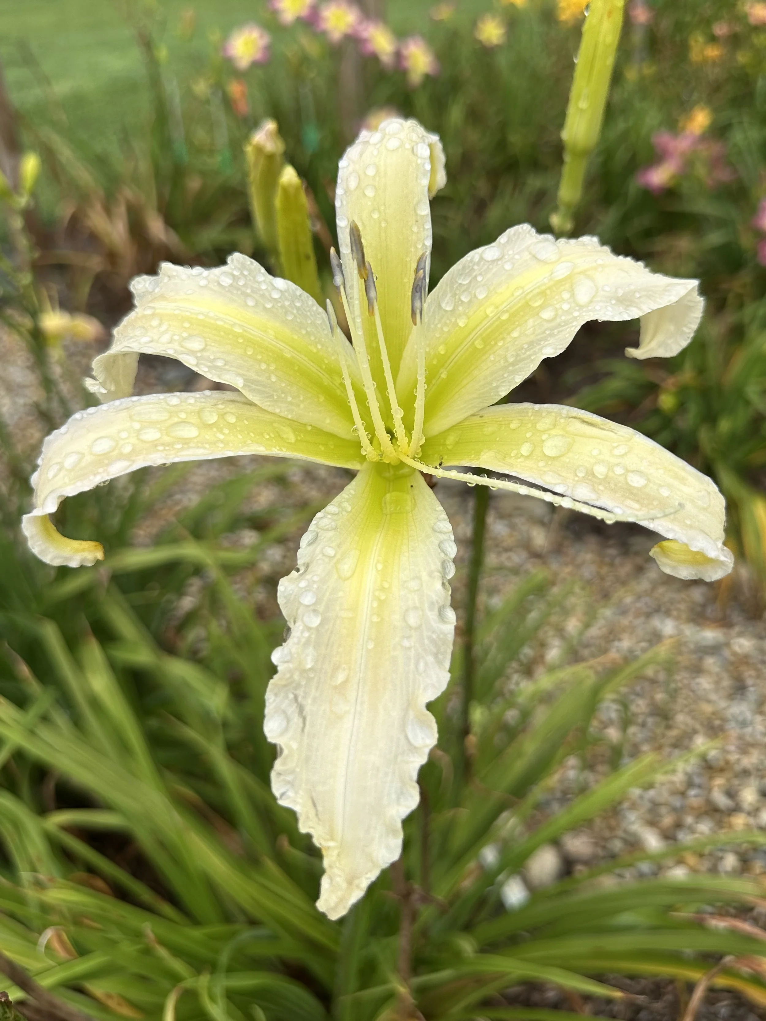 Dances With Snowflakes2.jpeg