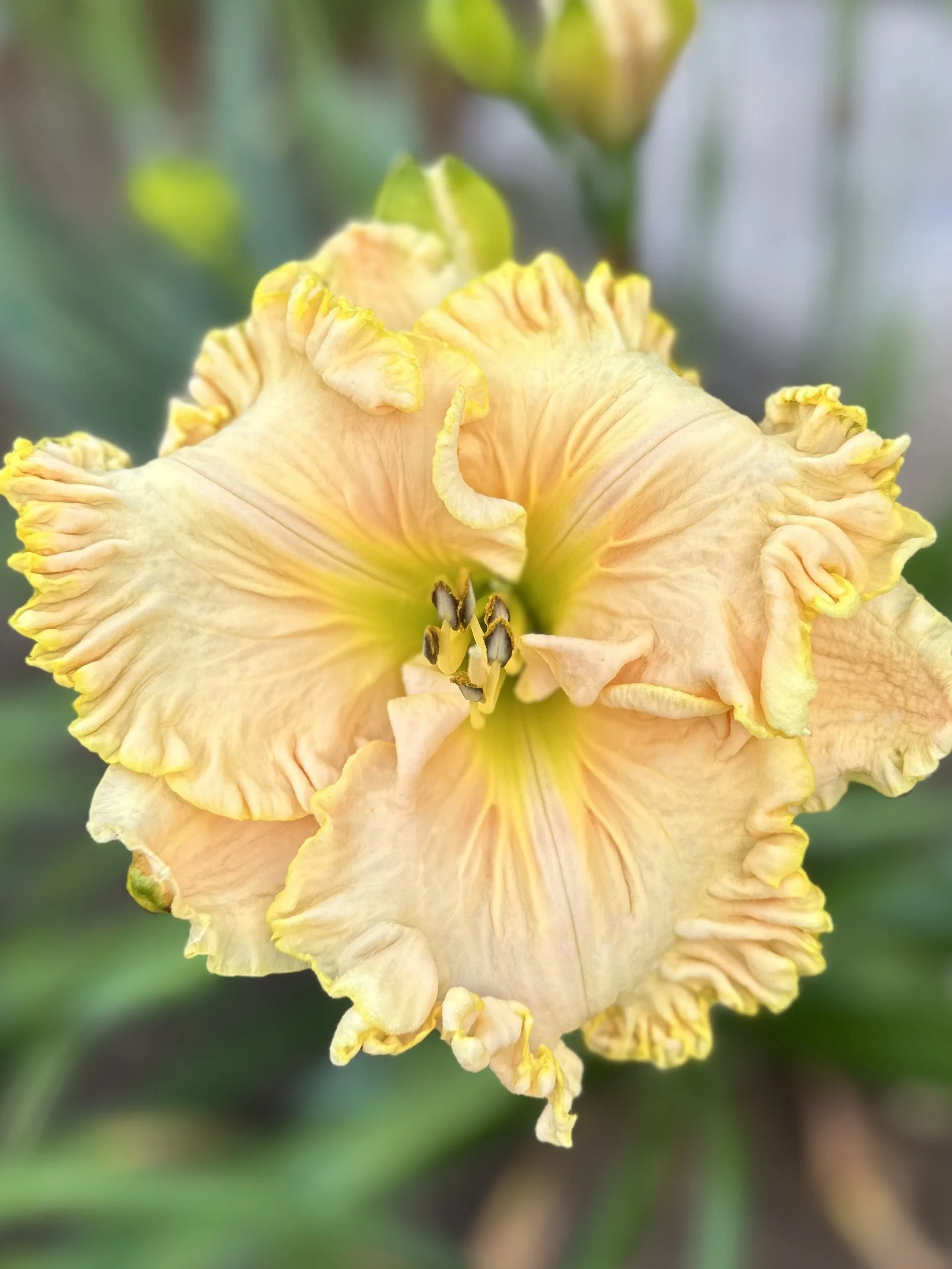 Bishop Of Canterbury1.jpg