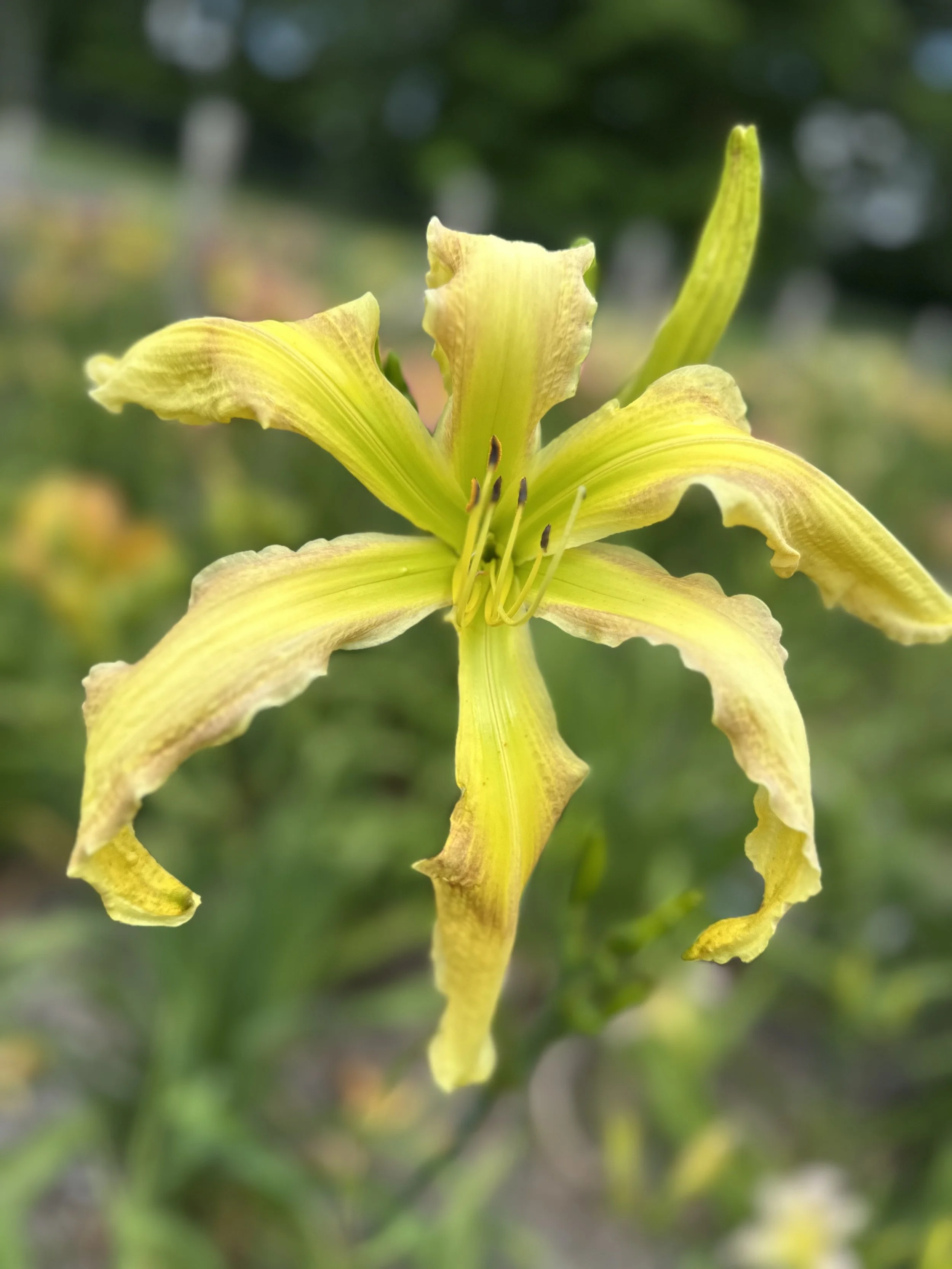 Monsters In The Garden2.jpg