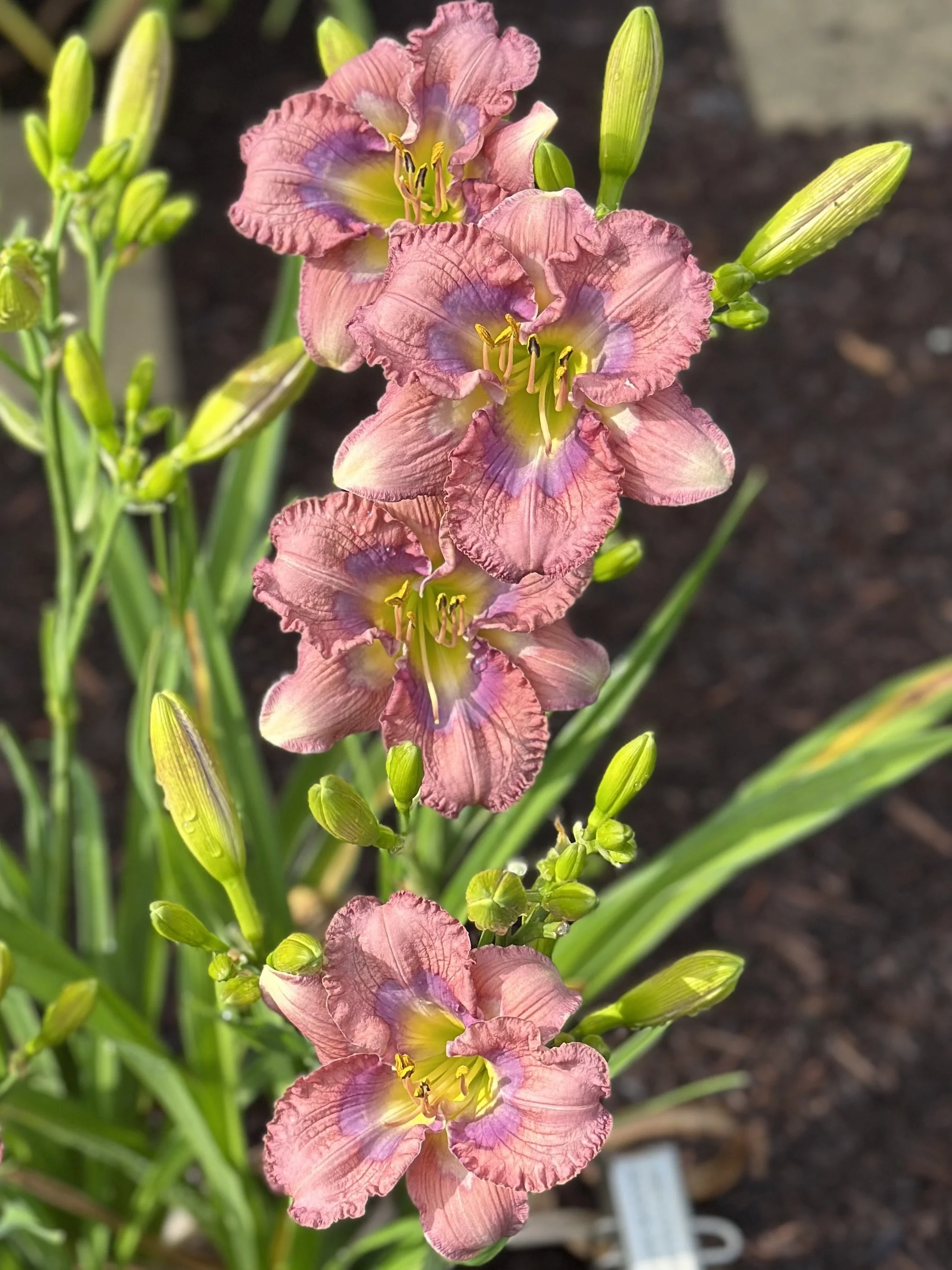 Mary Jane Meadows3.jpeg
