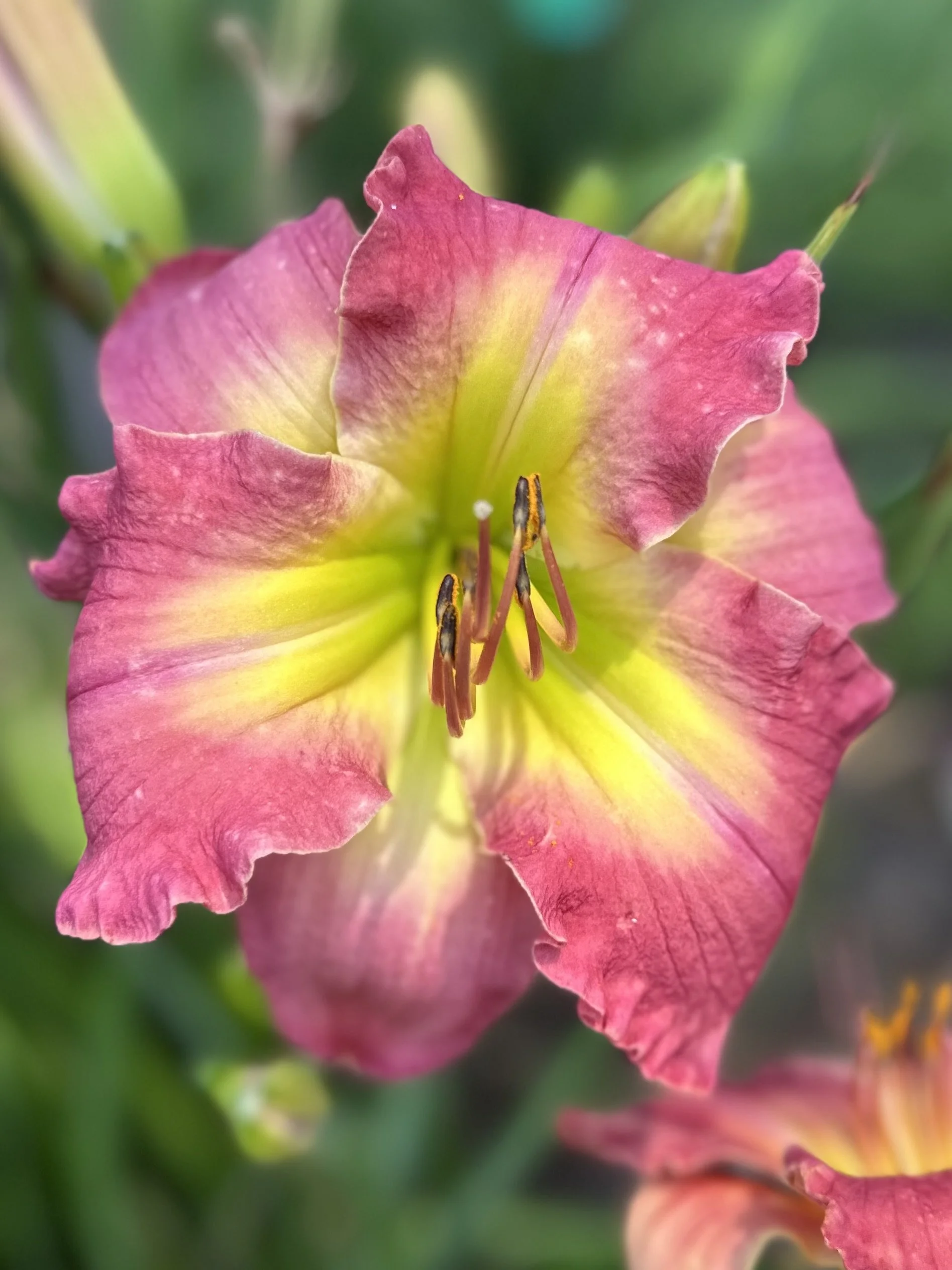 Patagonian Sunset7.jpeg