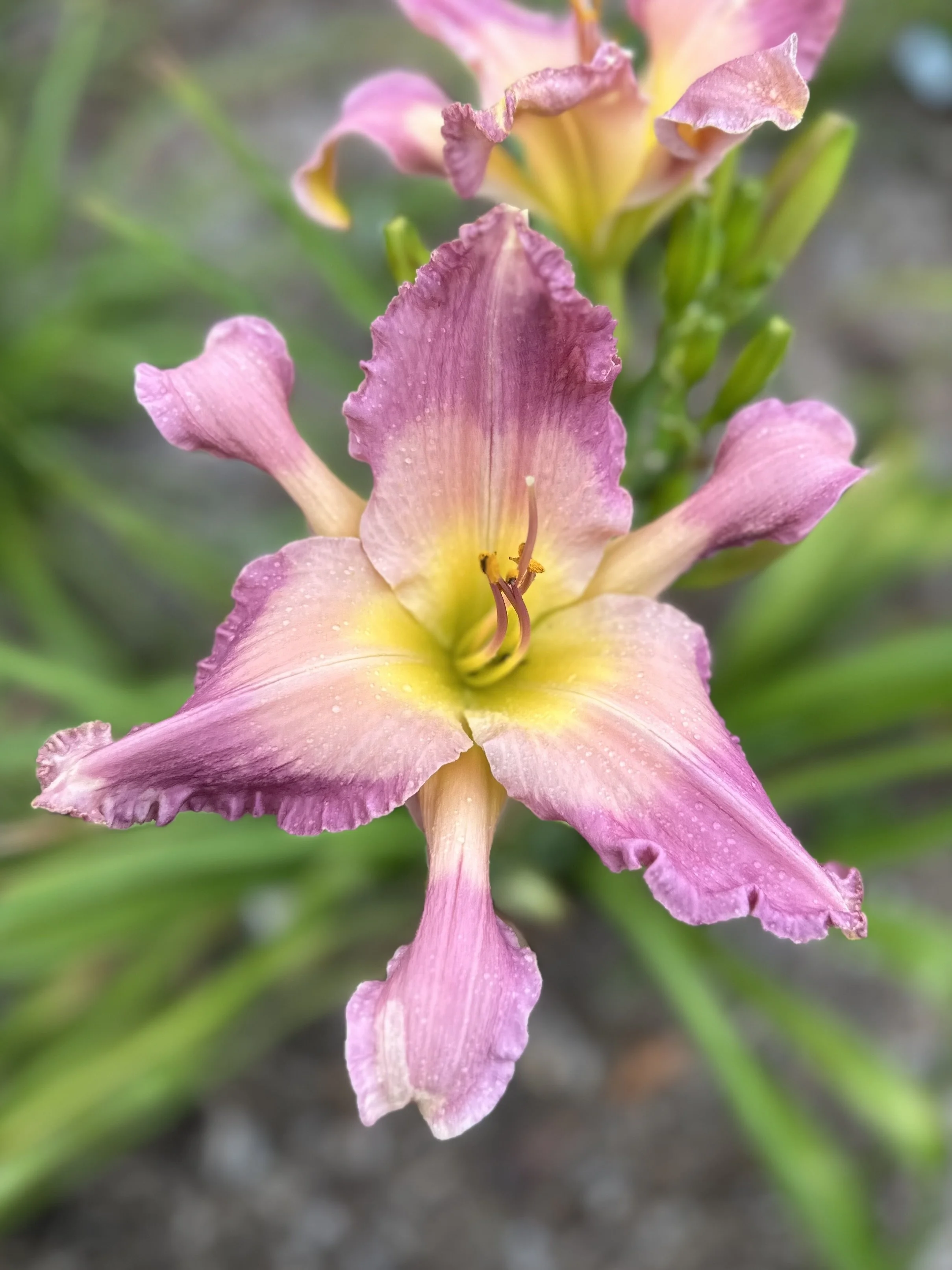 Dr. McGregor's Garden3.jpg