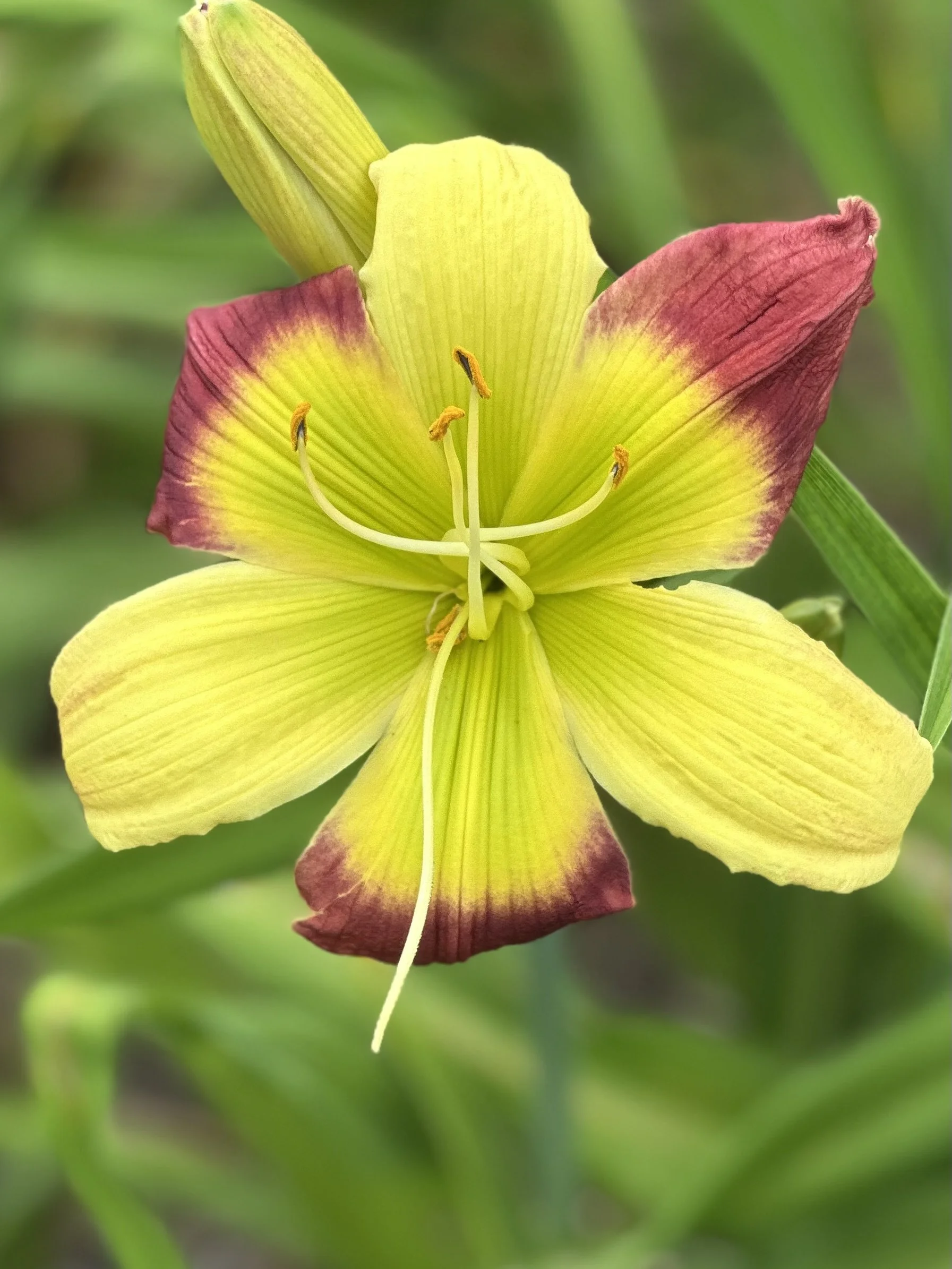 Pinewood Lily Pad4.jpeg