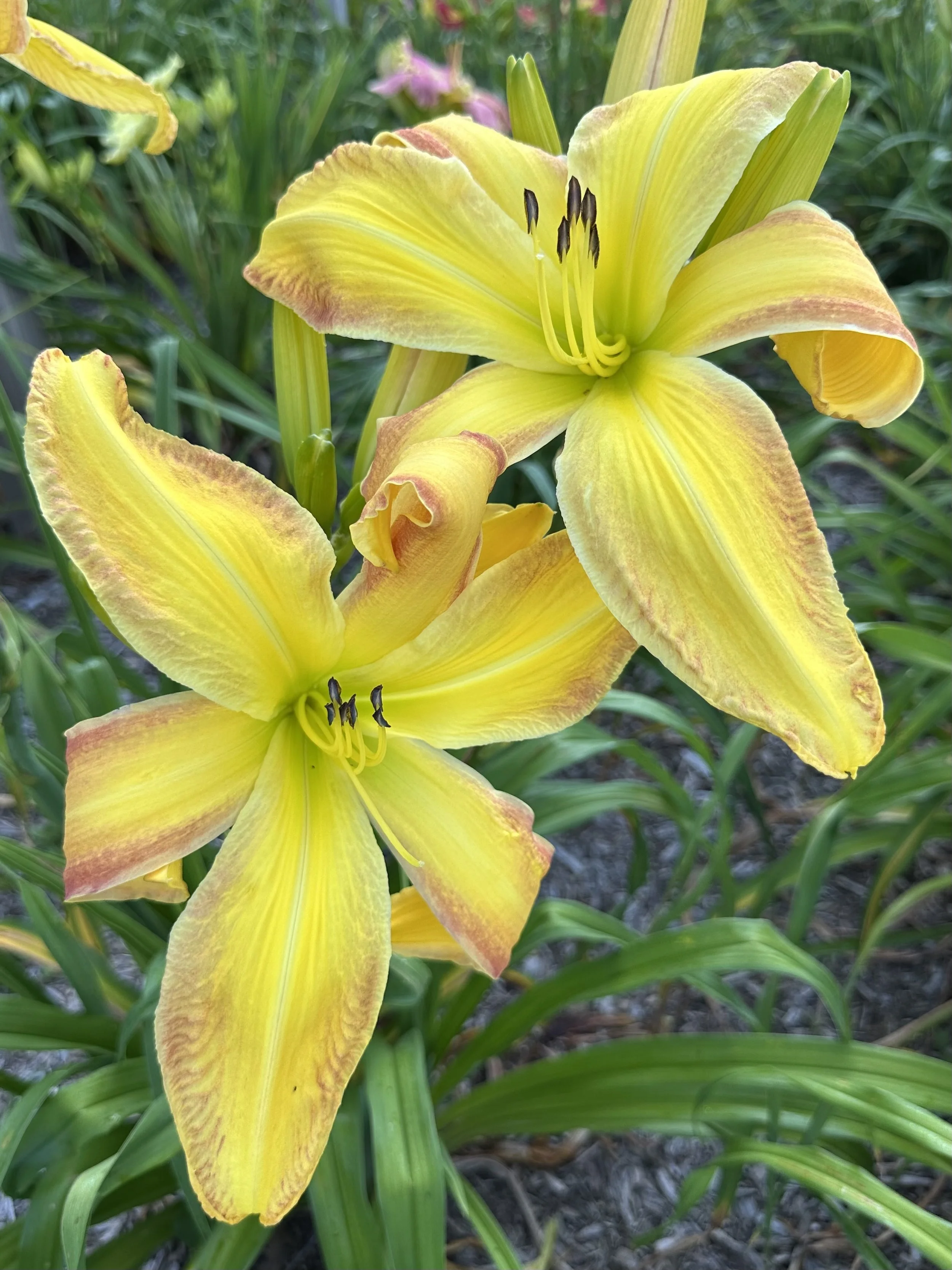 Bee's Clarence Benson3.jpg