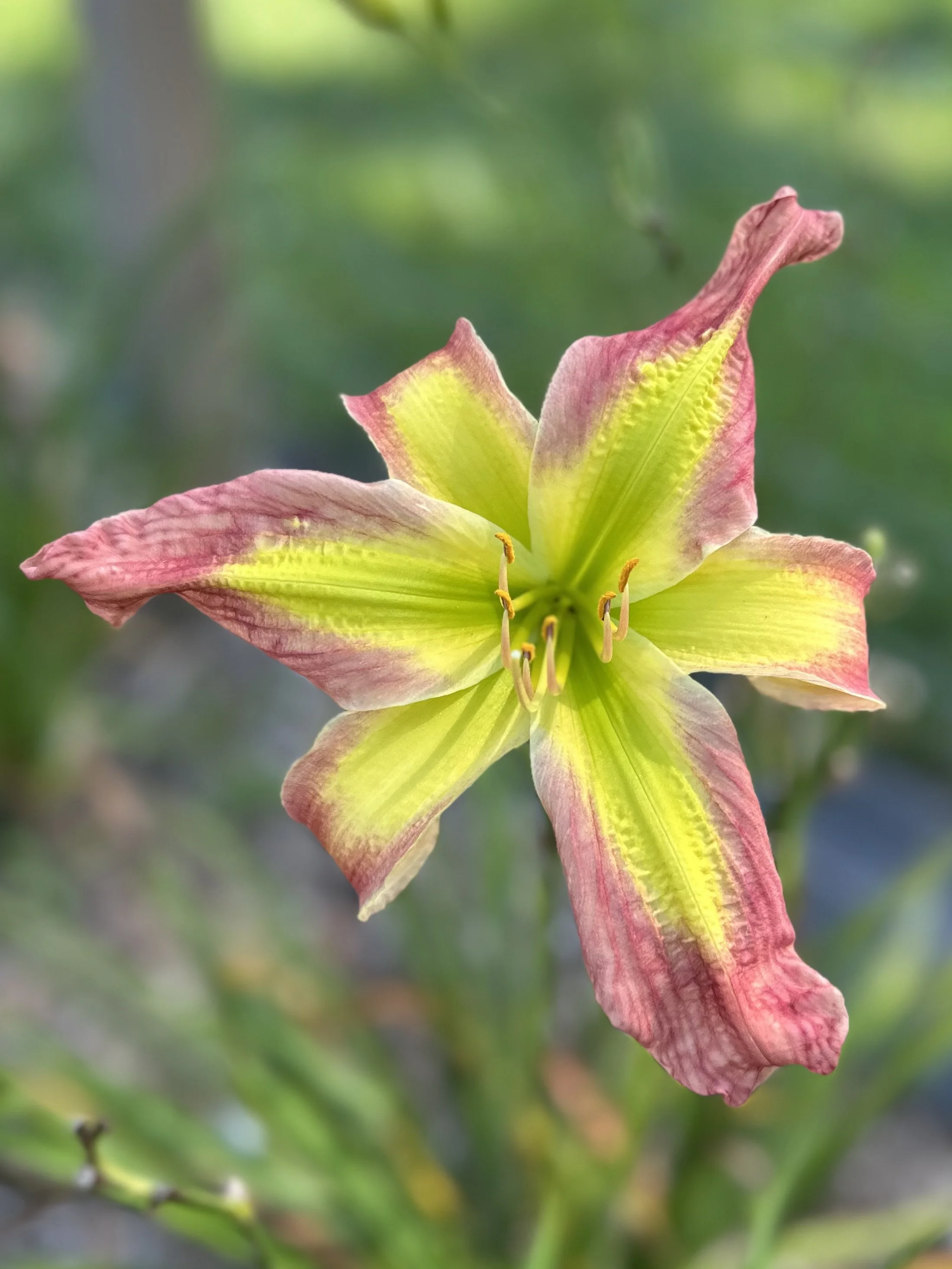 Senator Edward M. Kennedy4.jpeg