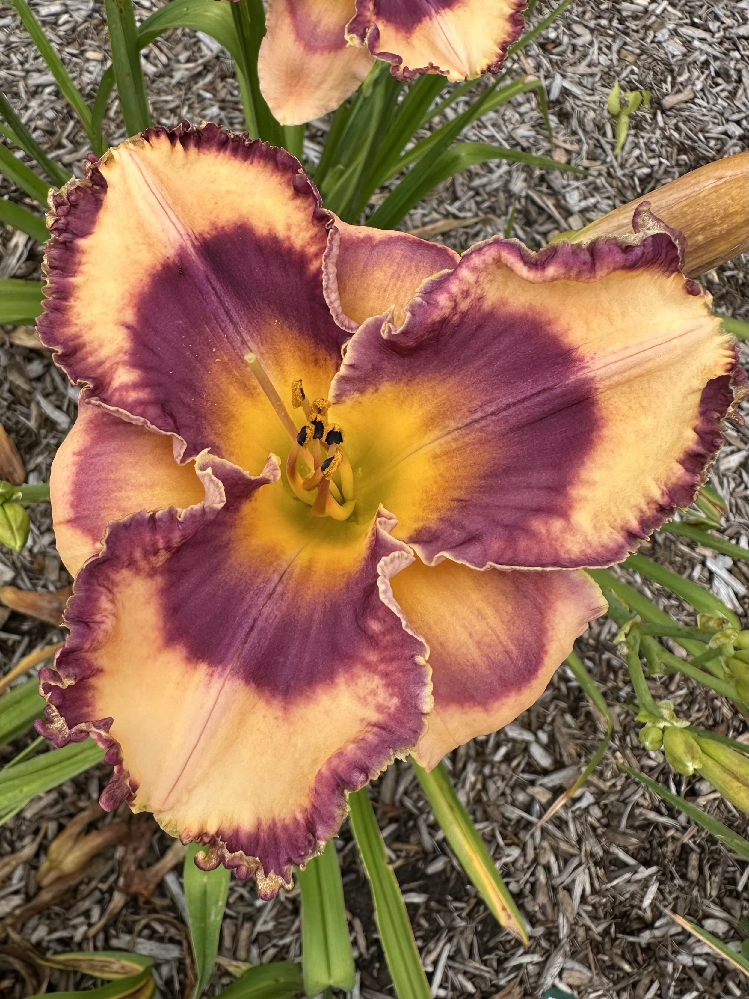 Rosalie's Smile4.jpg