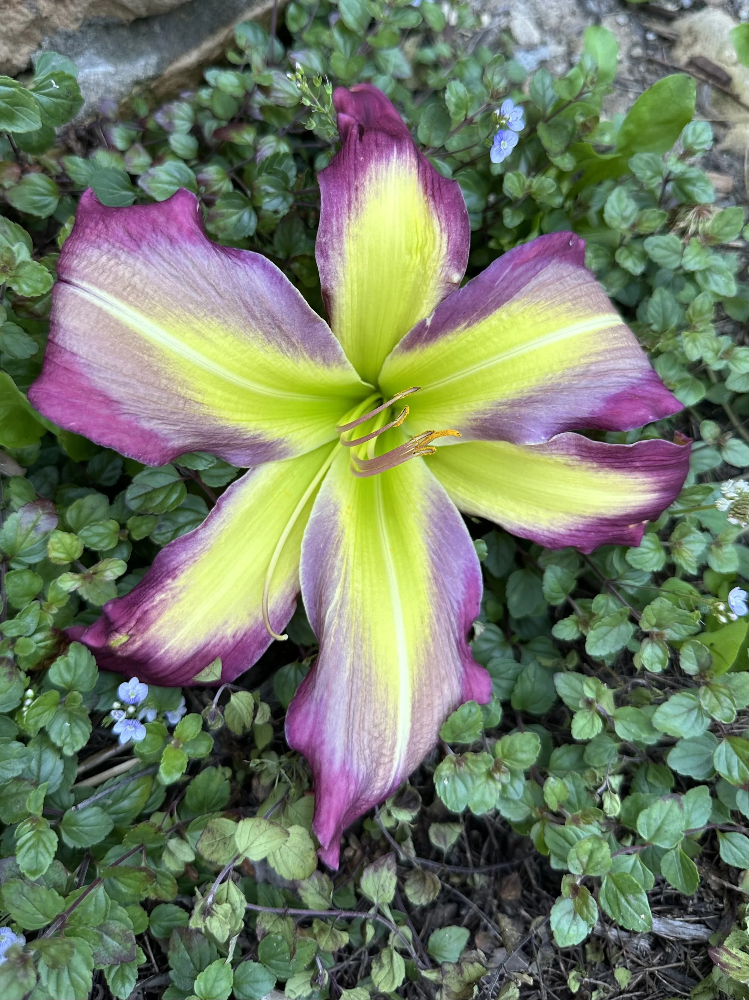 Amuck Amuck Amuck3.jpg