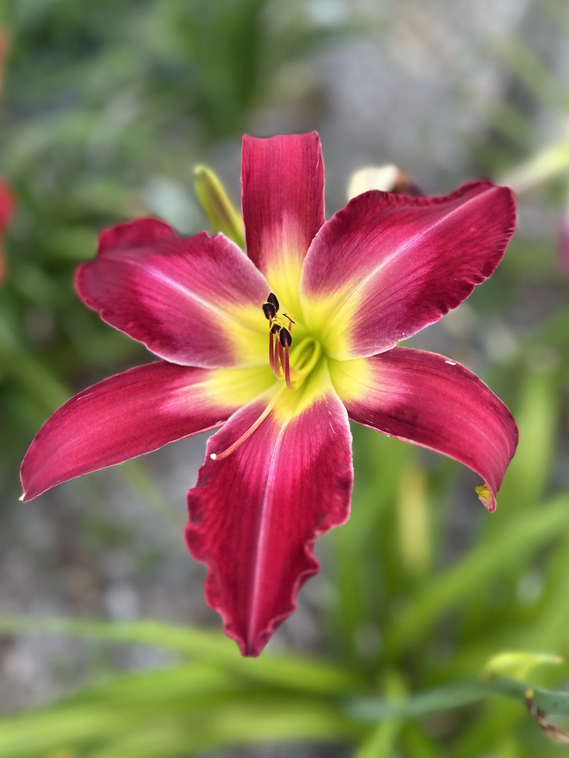 Kristen's Echo On The Horizon2.jpg