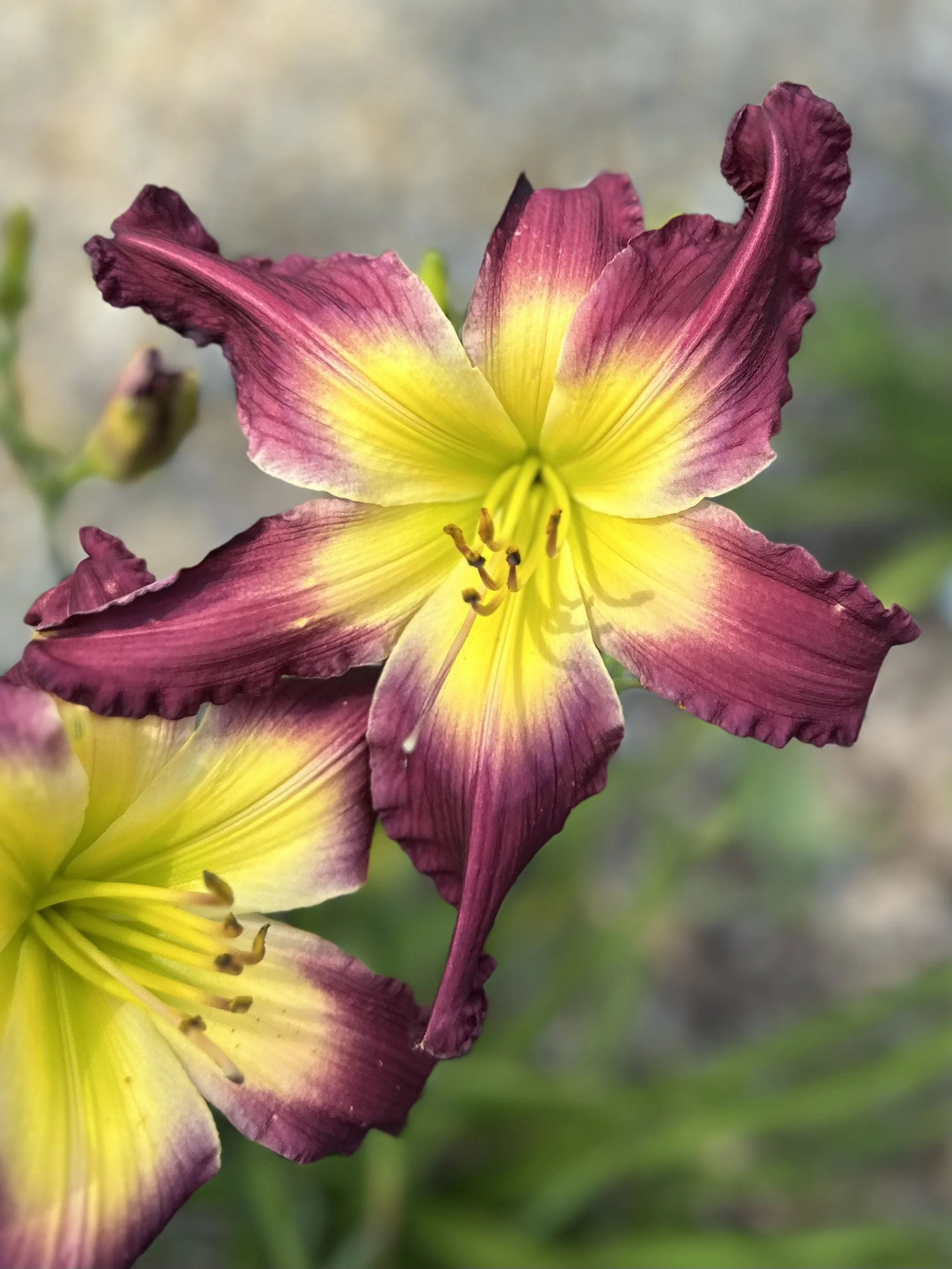 Monticello Mandate2.jpg