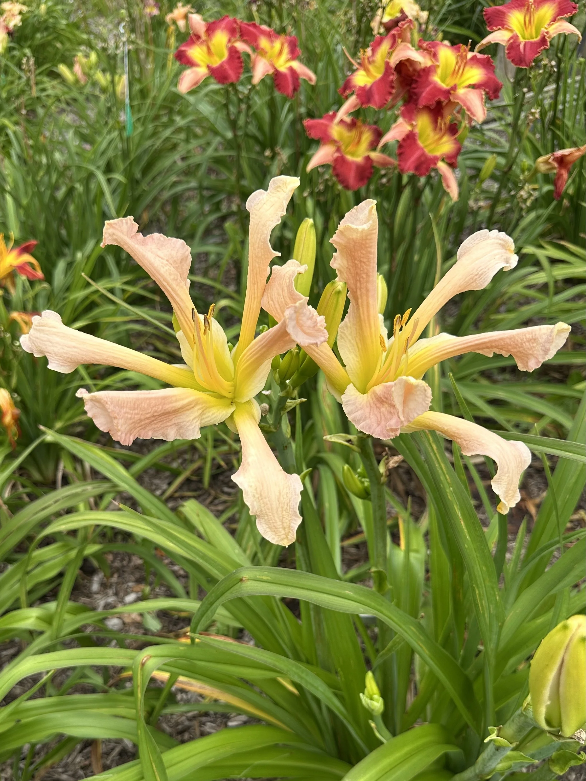 Long Island Mimi1.jpg