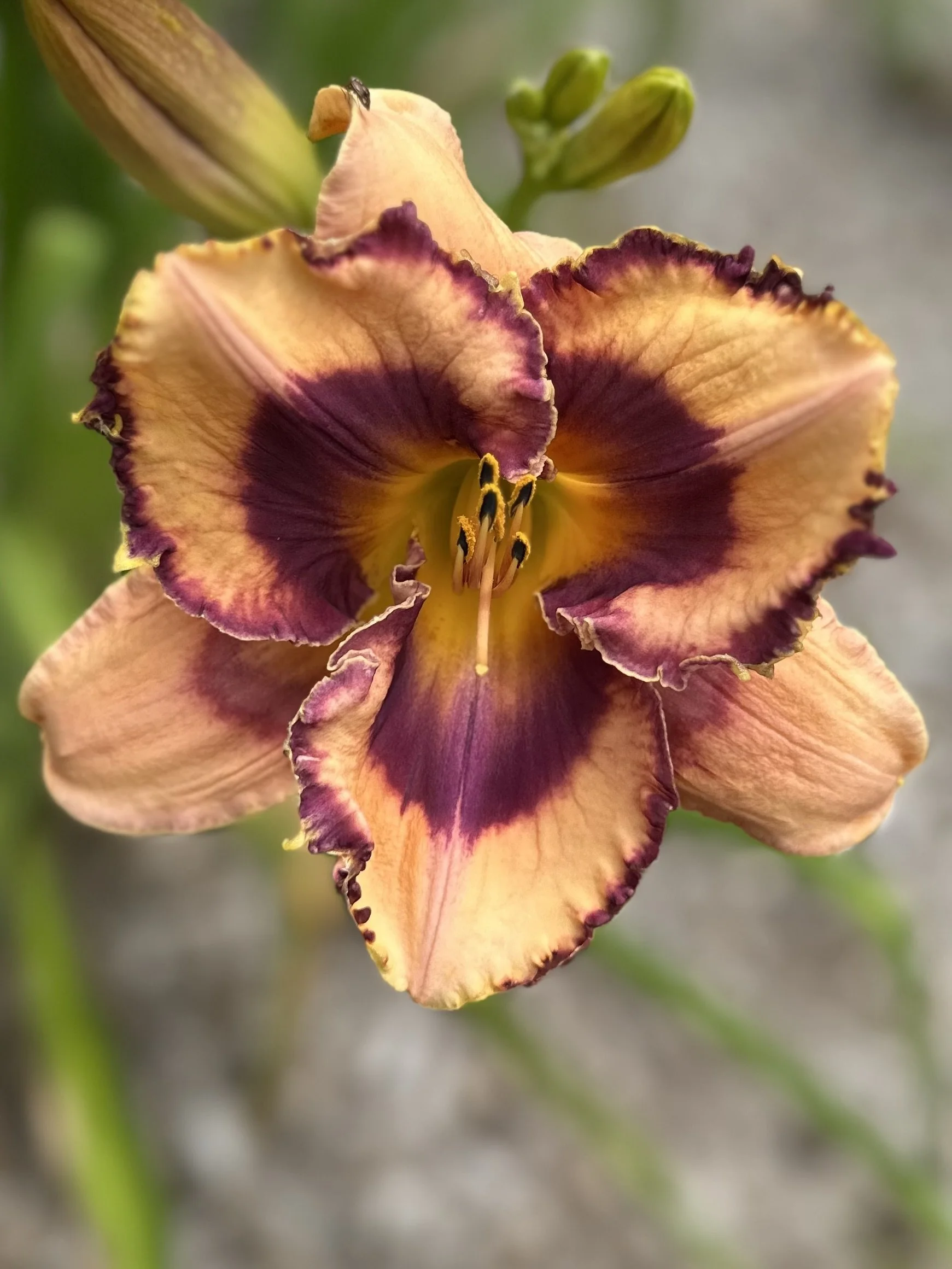 Rosalie's Smile2.jpg