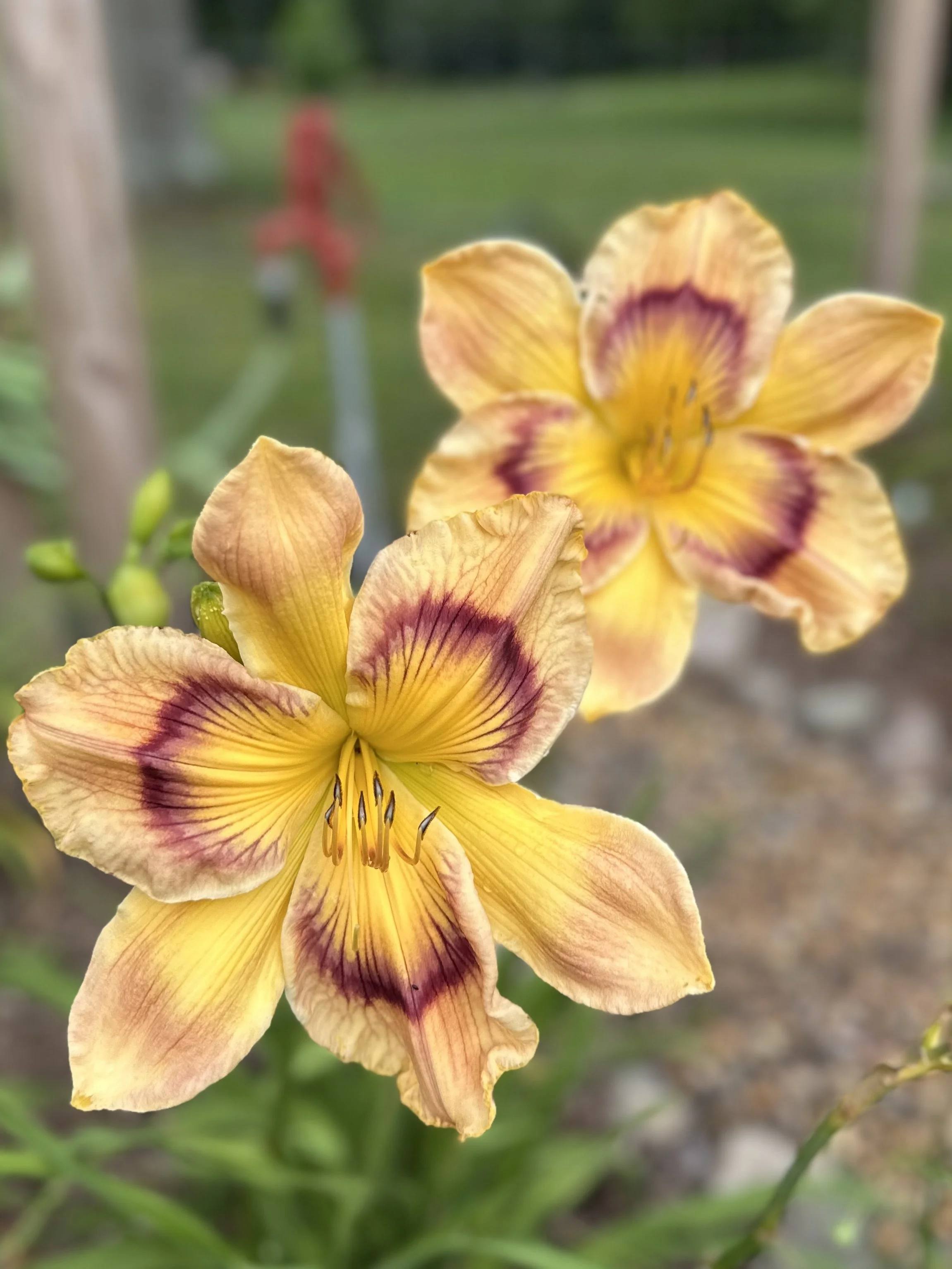 Pineapple Pinwheel3.jpg