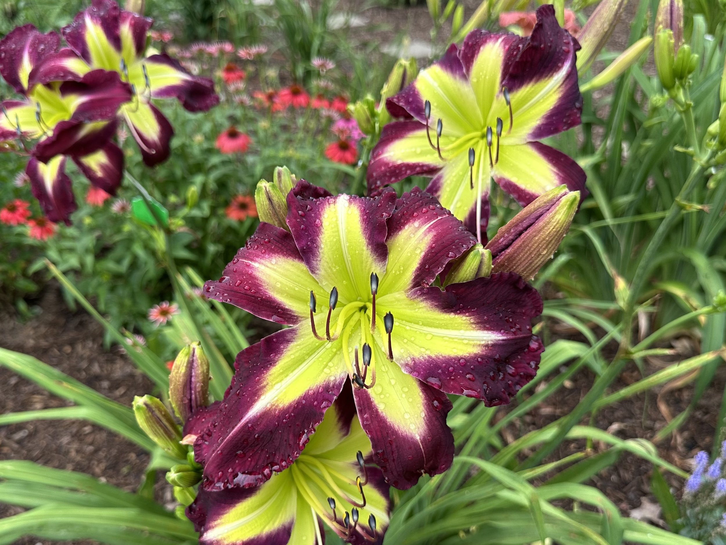 Cosmic Disclosure4.jpg