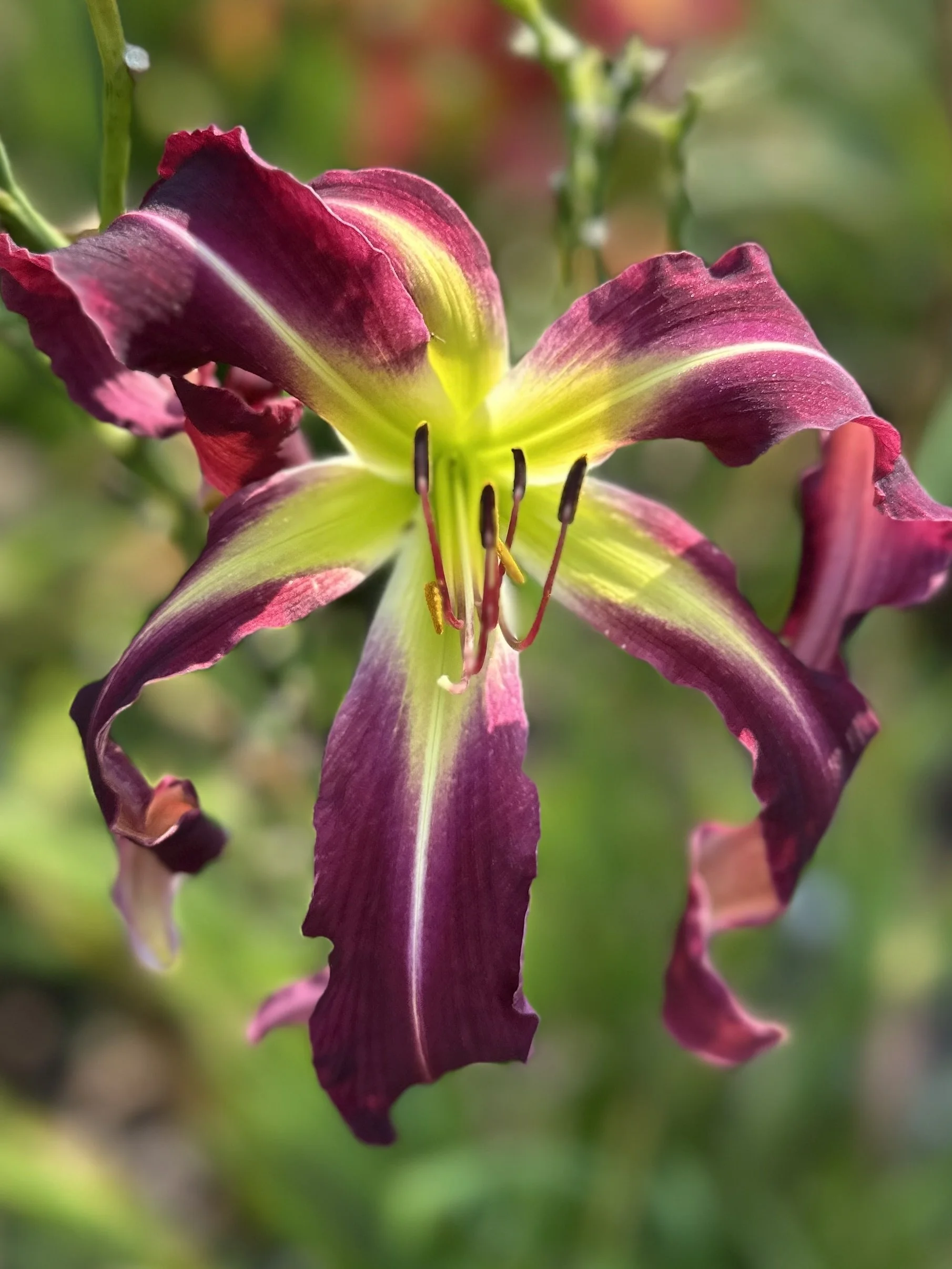 Amethyst Tears5.jpeg