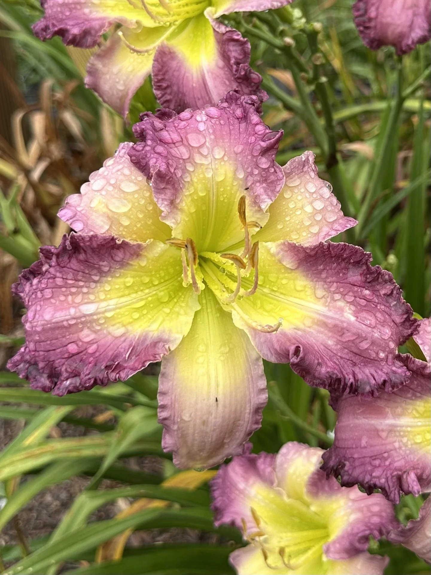 Dream Sequence4.jpeg