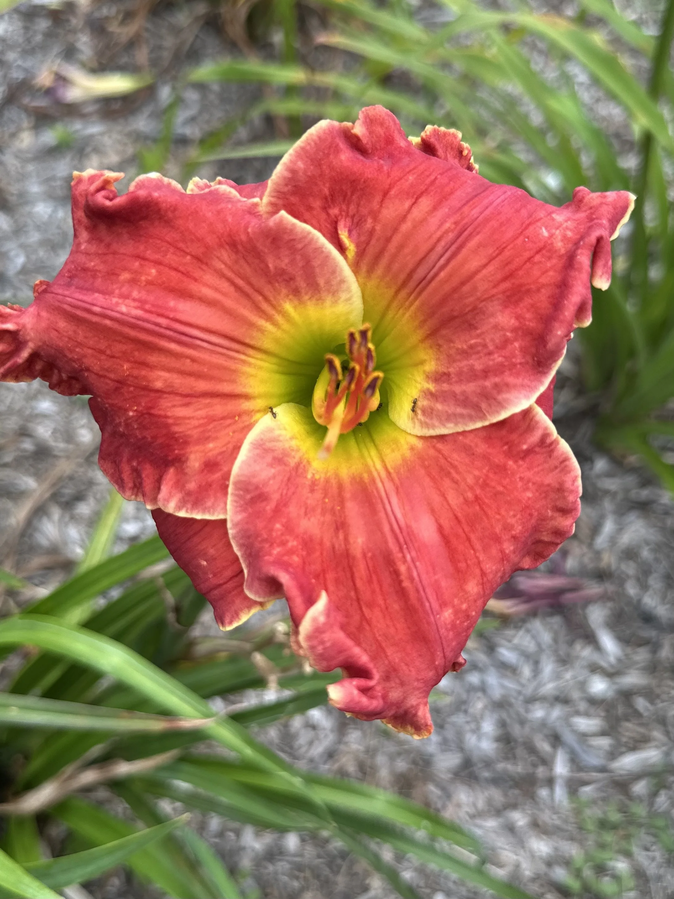 Drawn To The Flame.jpeg