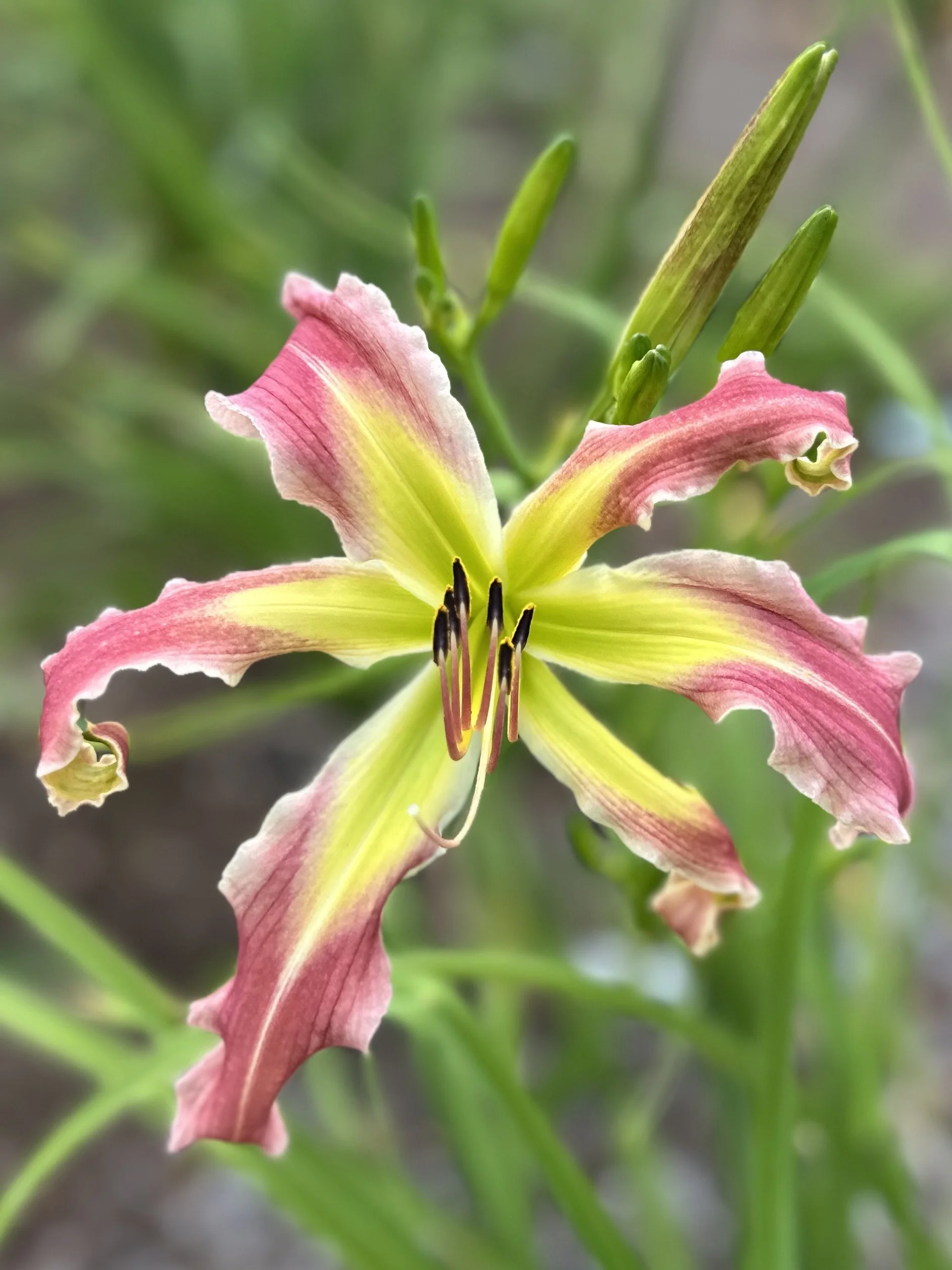 GARDEN FAIRY