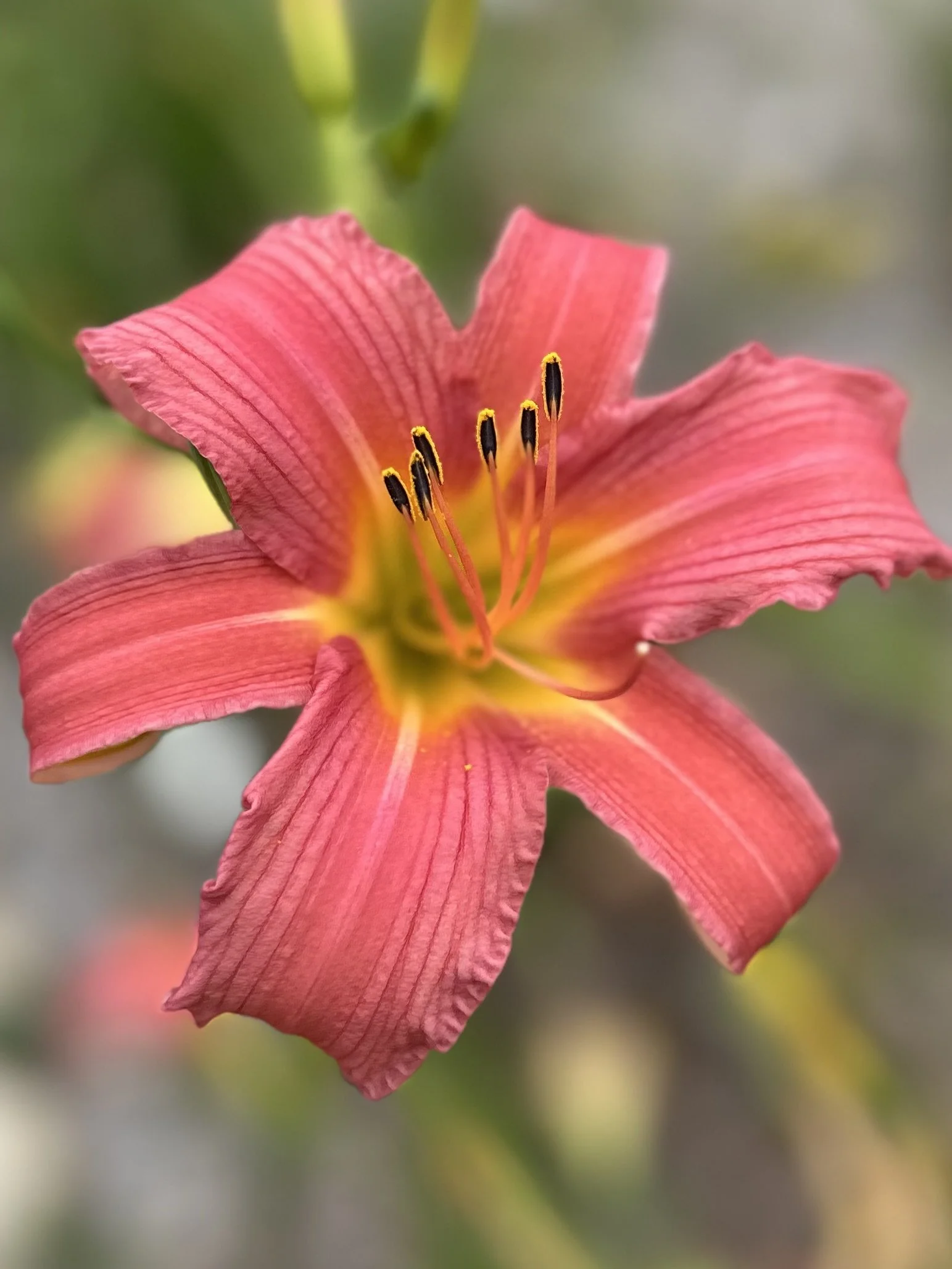 CHARLESTON HARVEST ROSY STAR