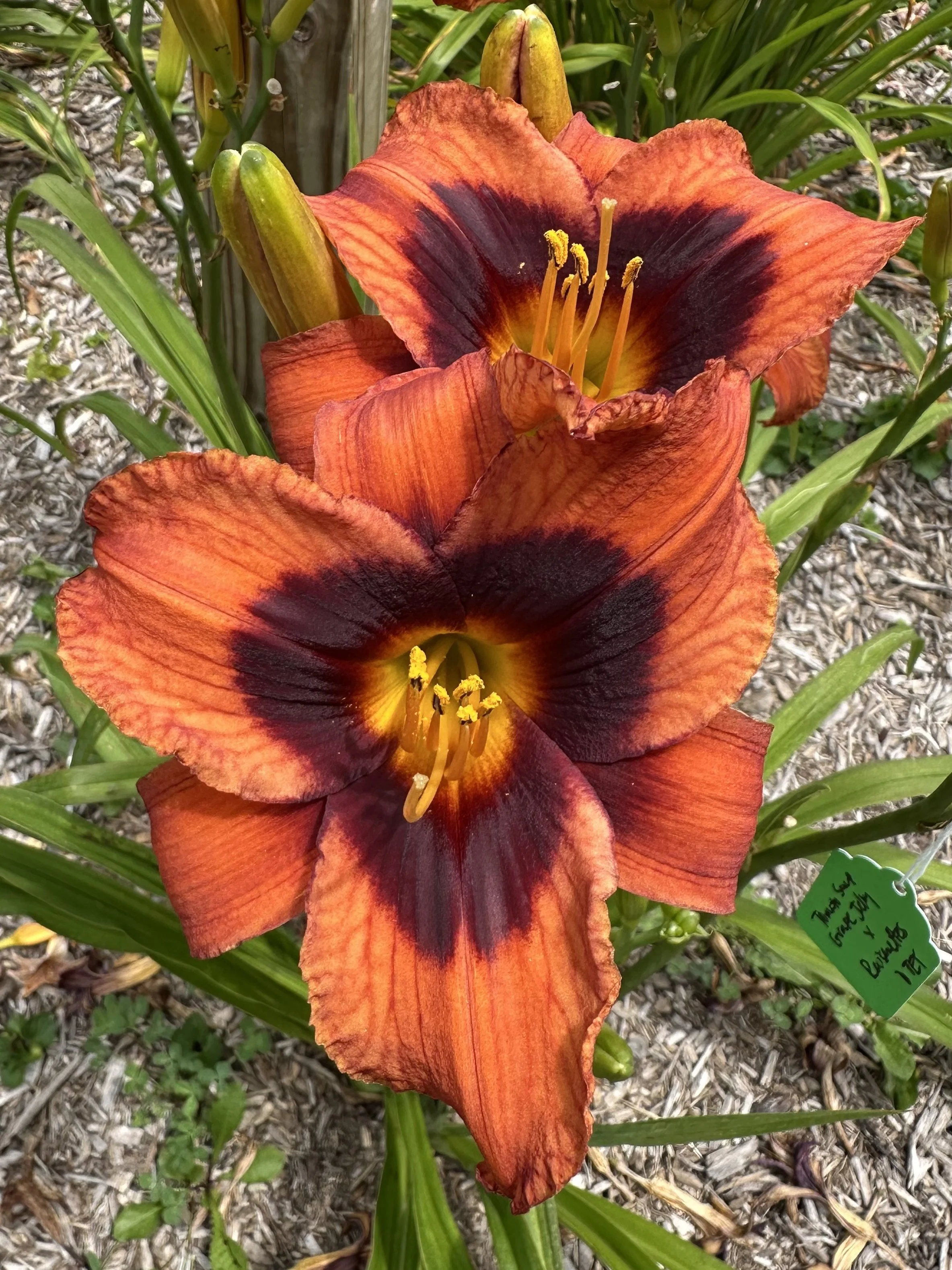 Tomato Soup With Grape Jelly3.jpg